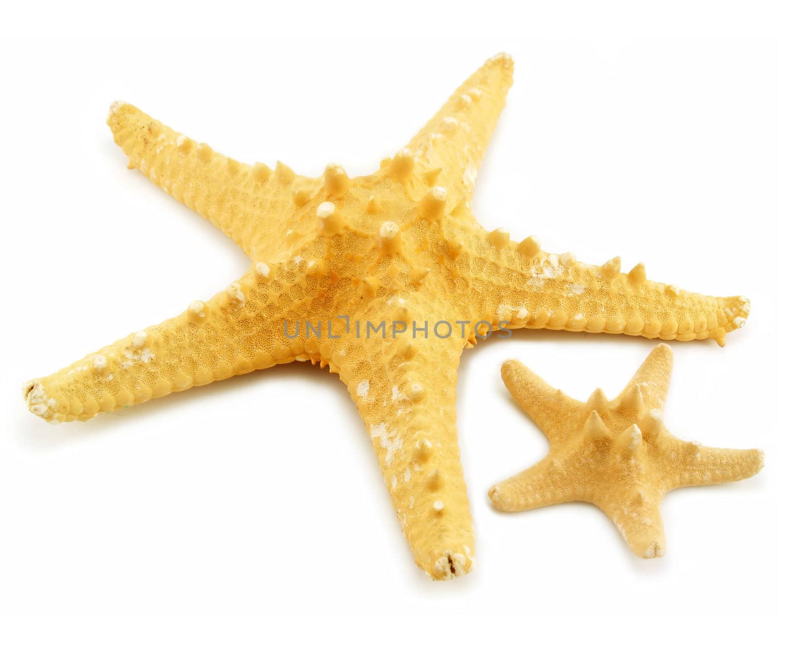 Two starfishes (small and big) isolated by alphacell