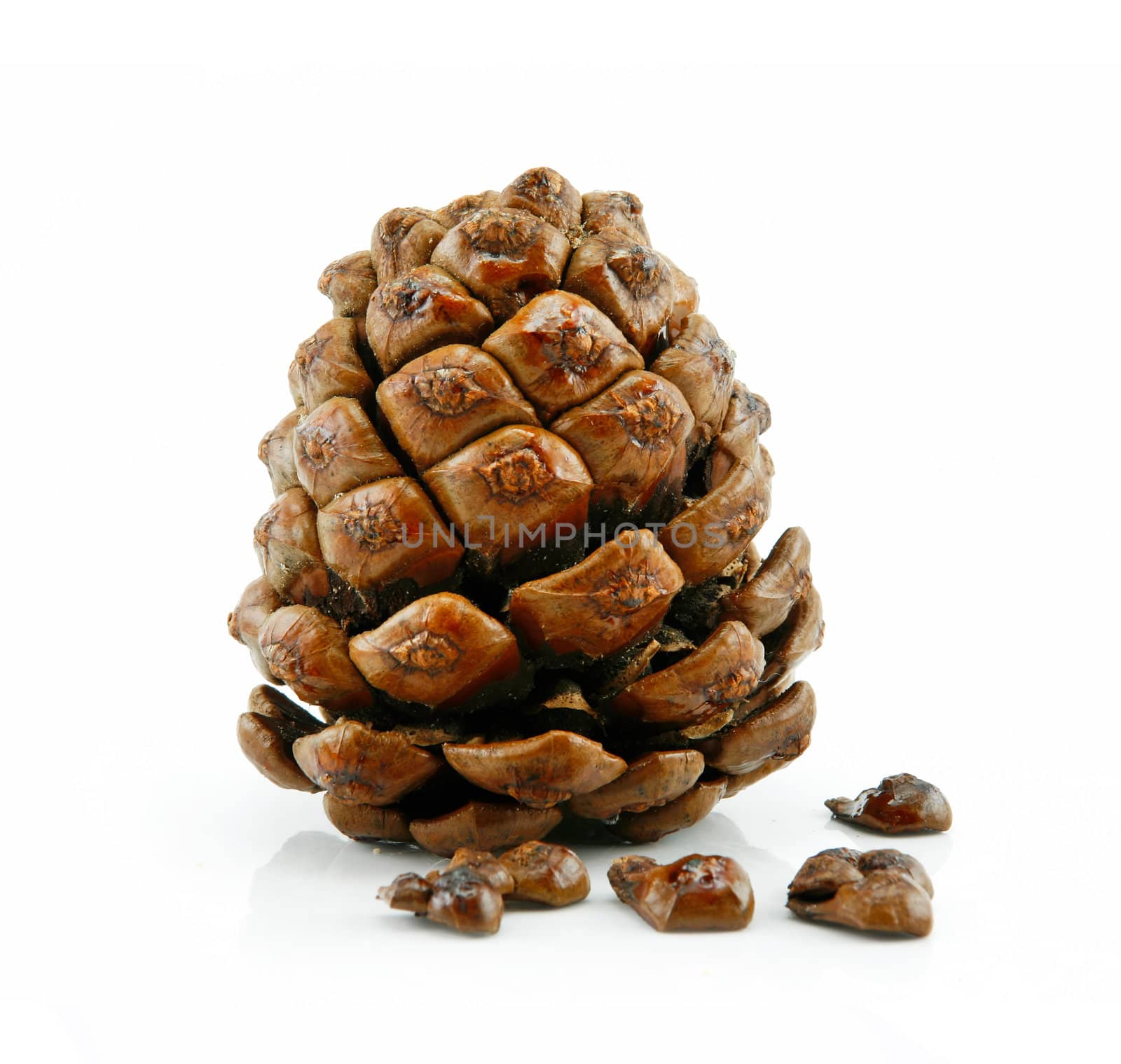 Cone and Nuts of Siberian Cedar Isolated on White Background