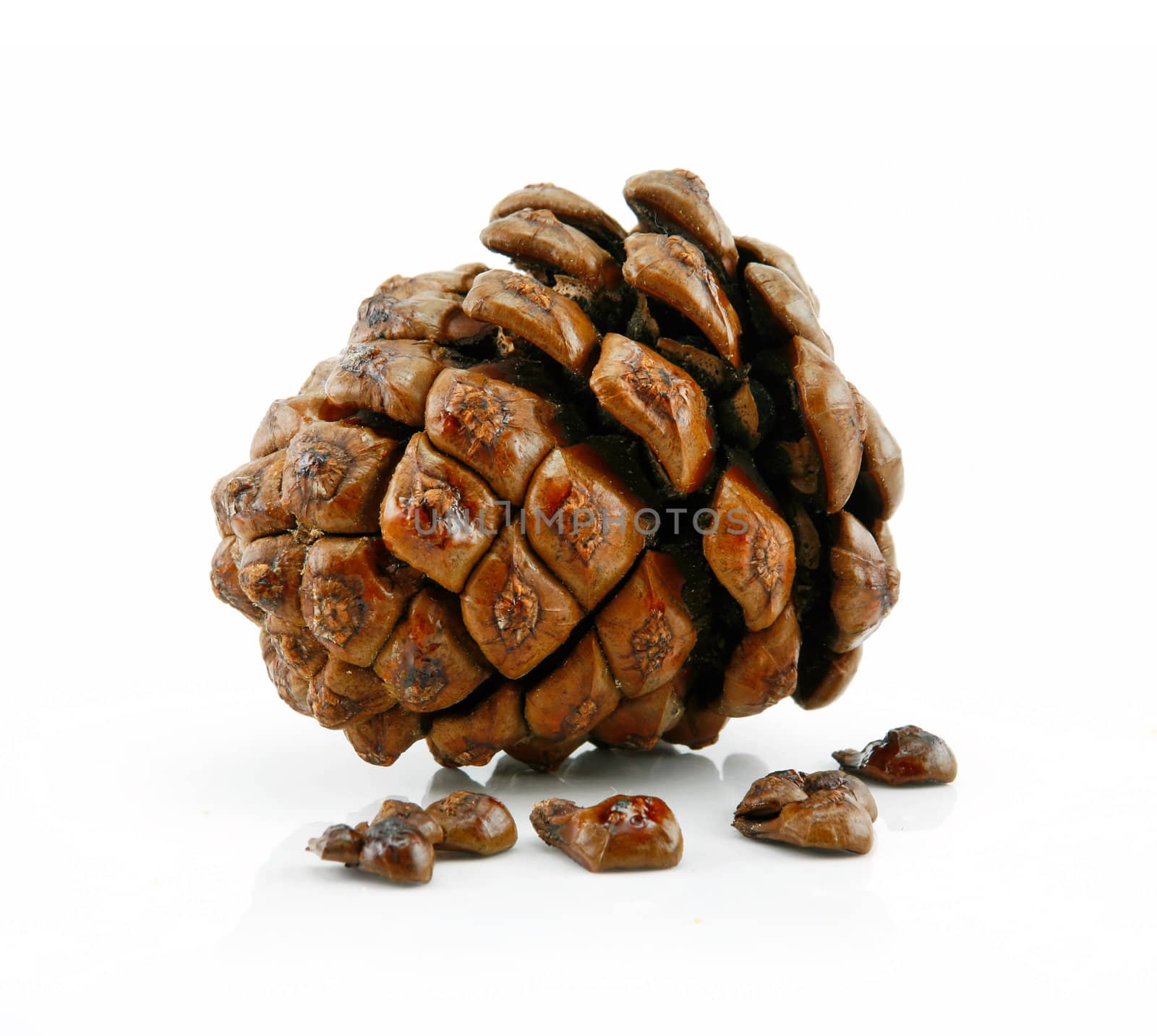 Cone and Nuts of Siberian Cedar Isolated on White Background