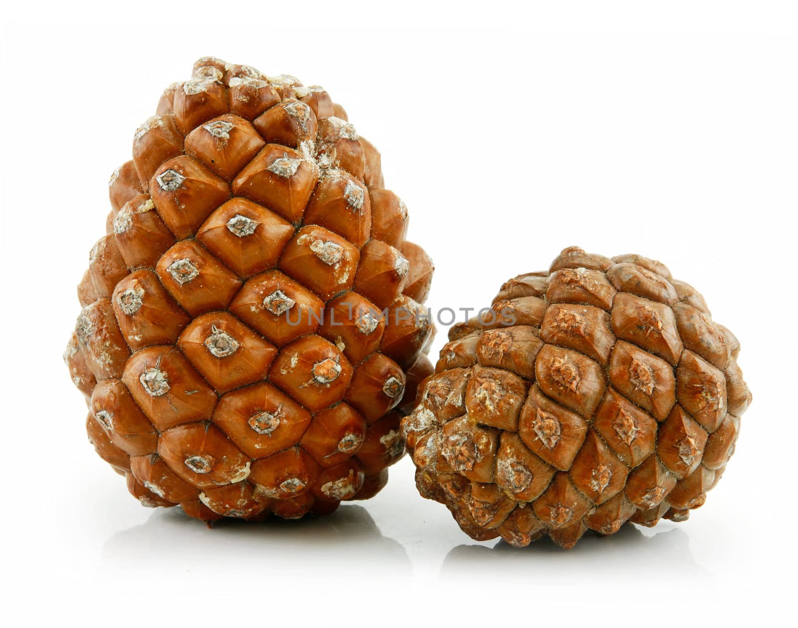 Cones of Siberian Pine Isolated on White Background