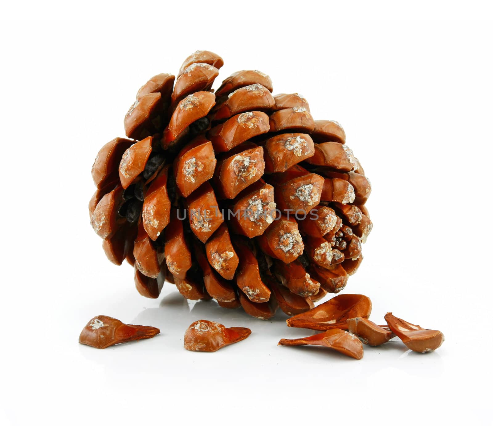 Nuts and Cone of Siberian Pine Isolated on White Background