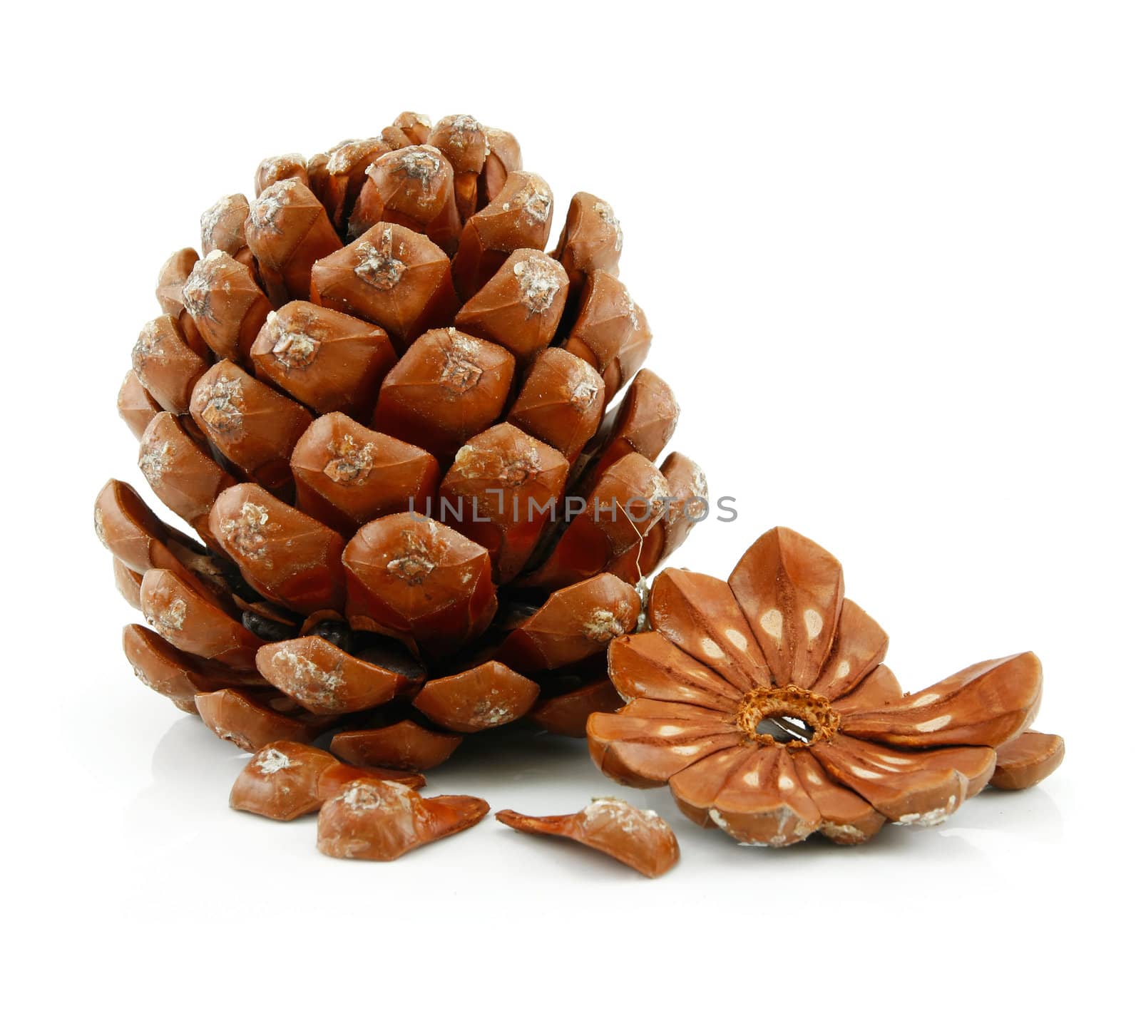 Nuts and Cone of Siberian Pine Isolated on White Background