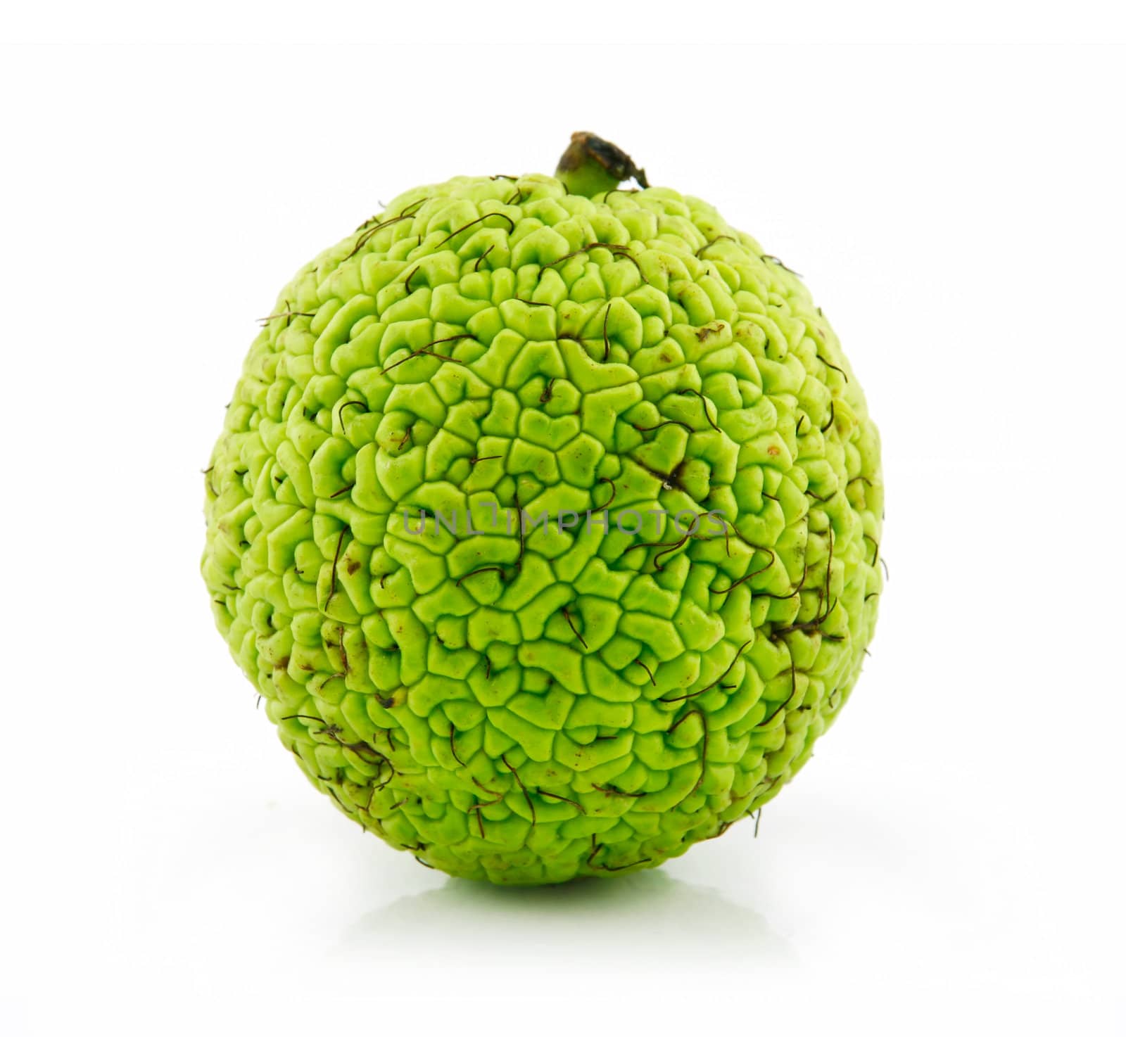 Osage Orange (Maclura) Isolated on White by alphacell