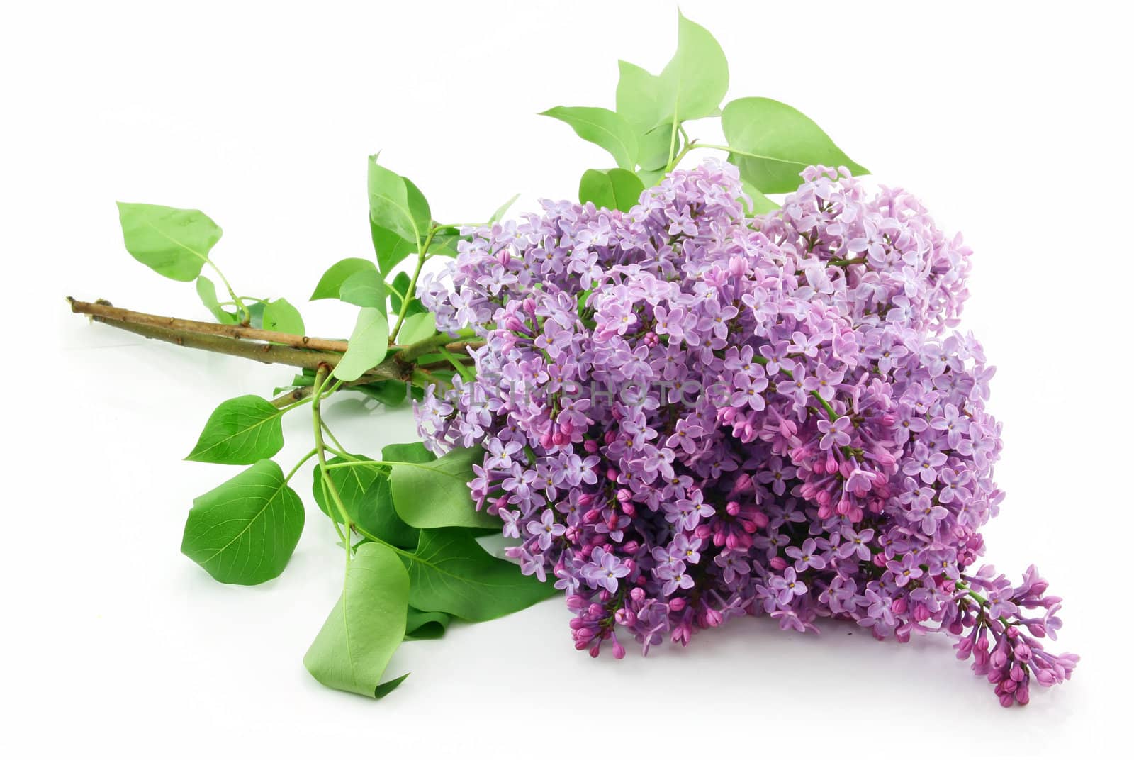 Bunch of Lilac Blossom Isolated on White Background