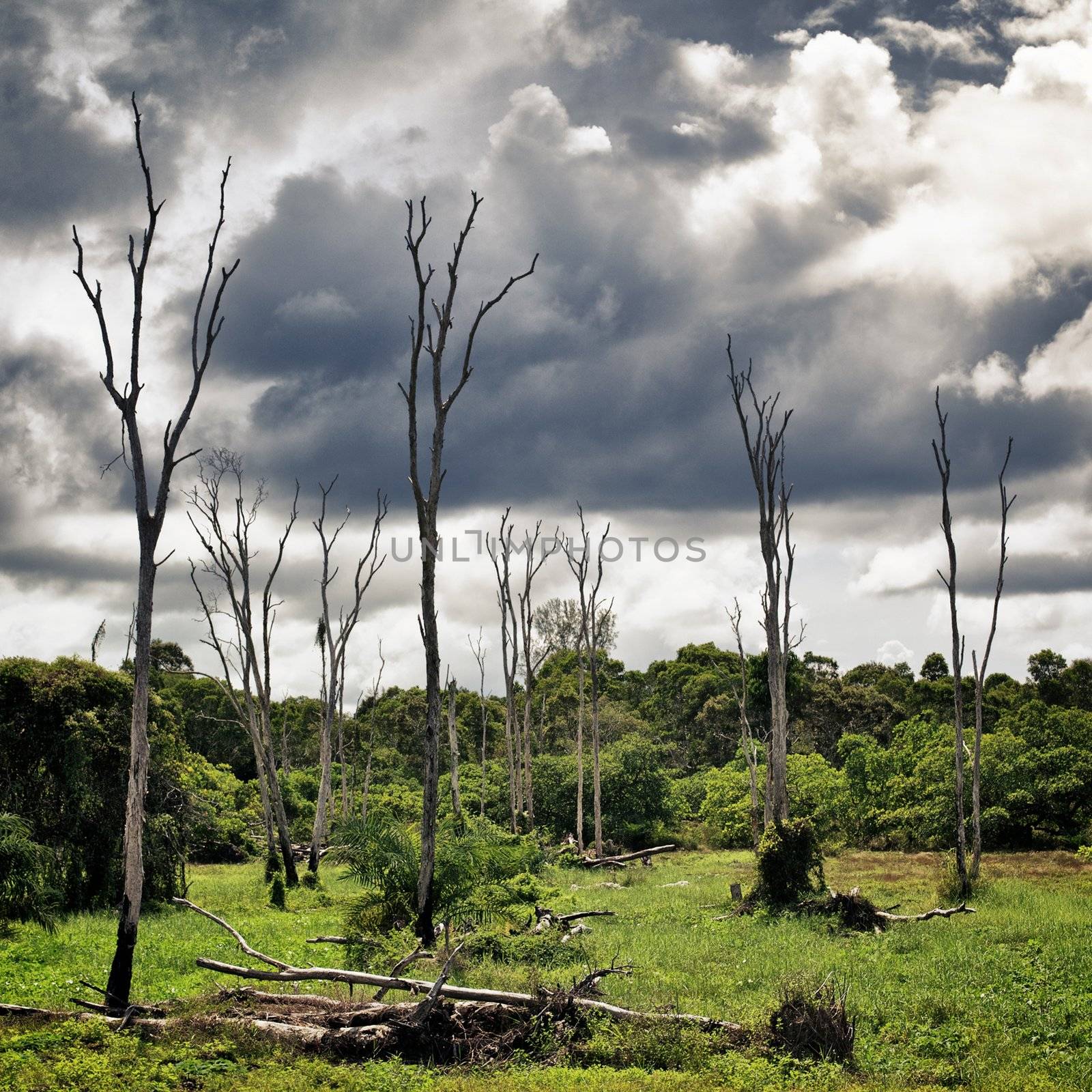 Dry Trees on Swamp by petr_malyshev