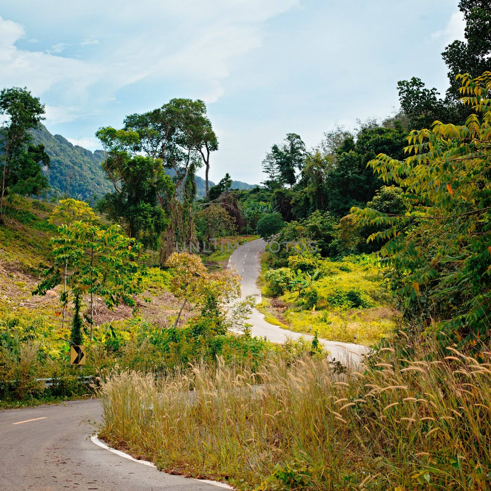 asphalt highway in jungle, Koh Lanta Noi, Thailand