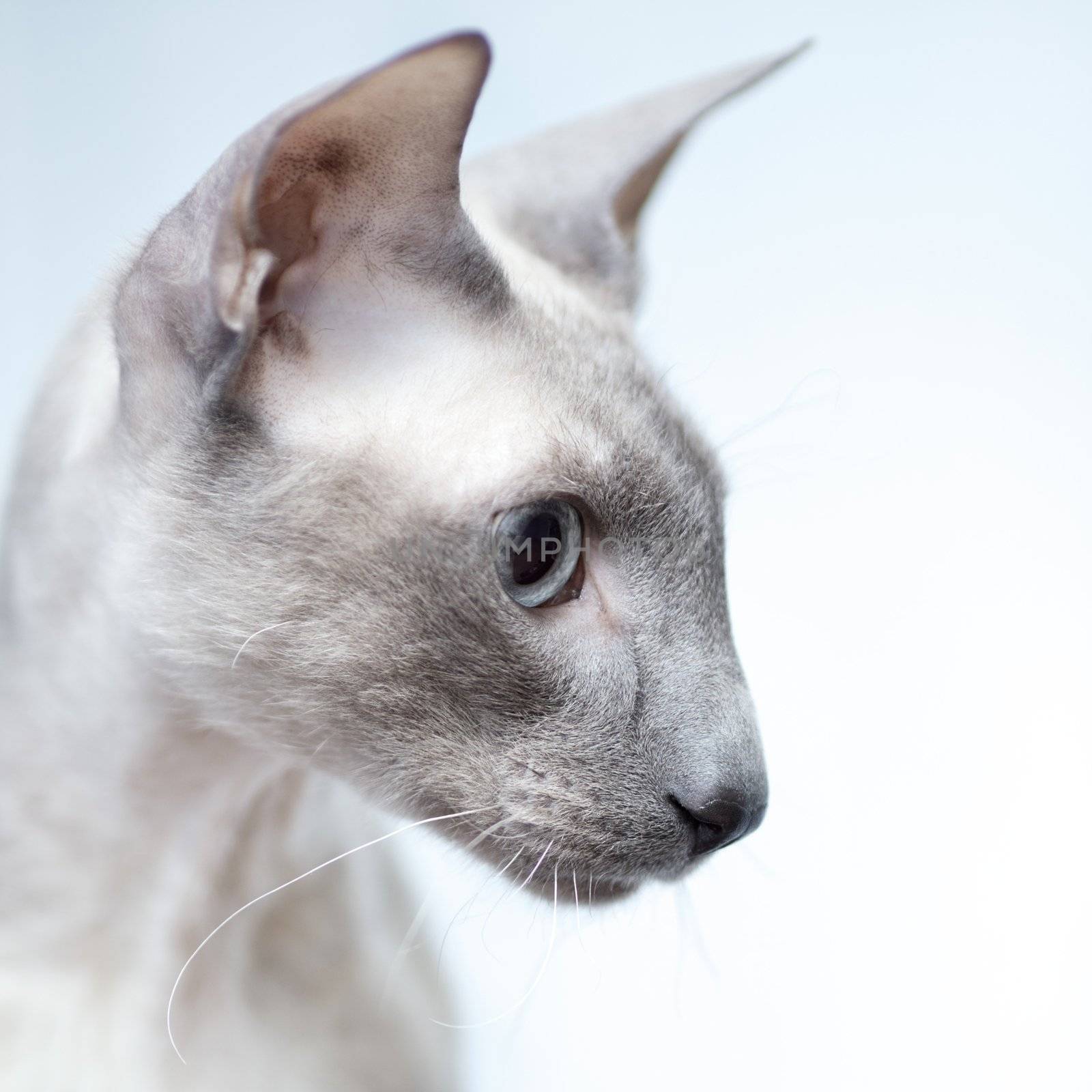 cute hairless oriental cat close up, peterbald