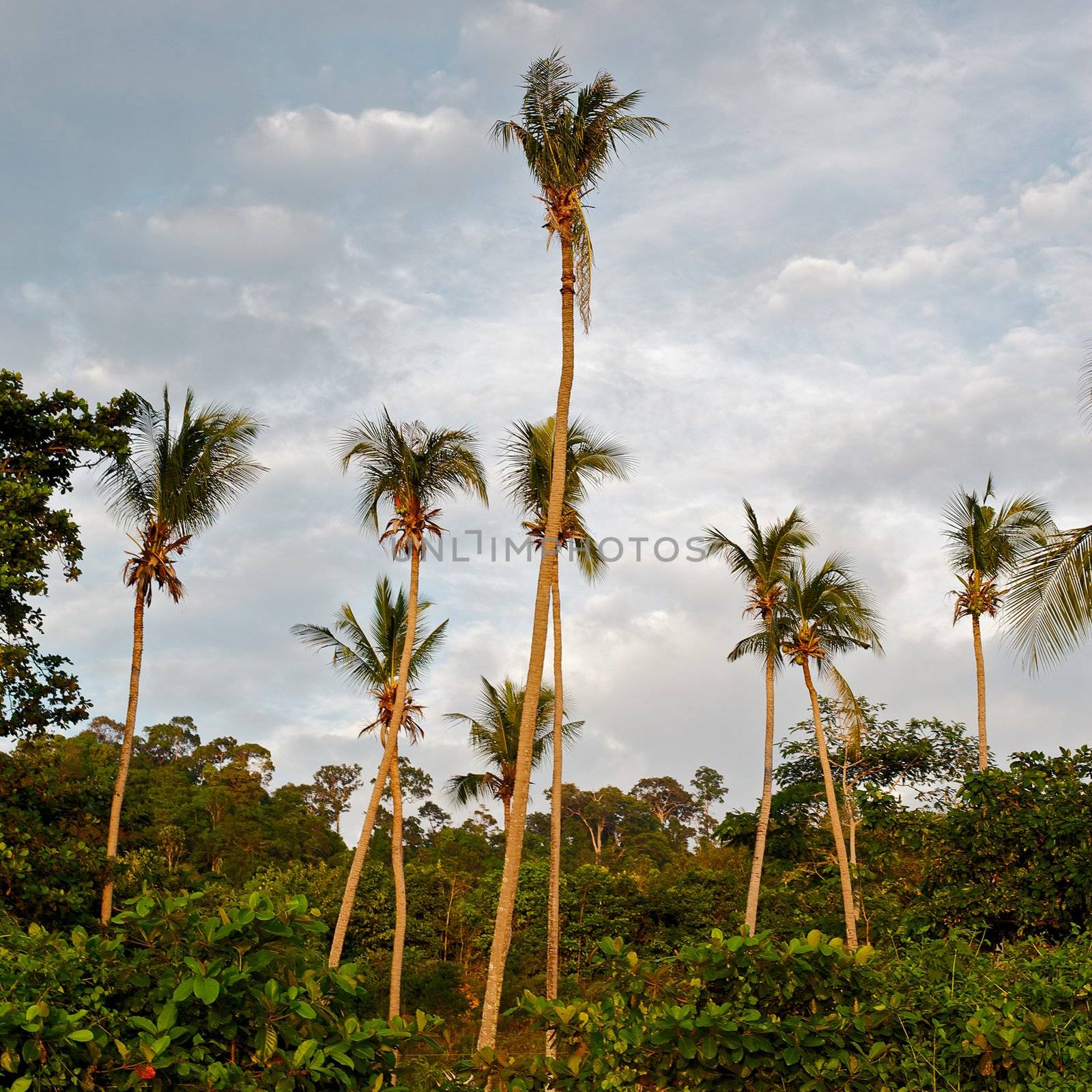 Tropic Jungle by petr_malyshev