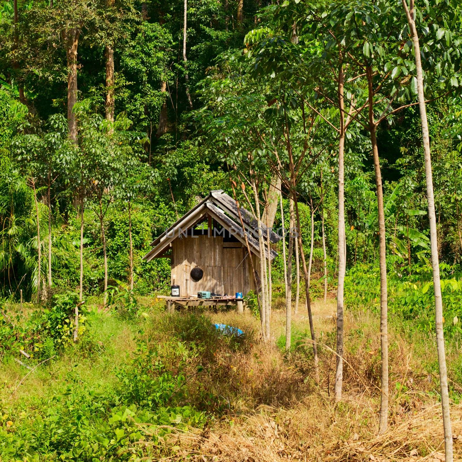 Thai Jungle by petr_malyshev