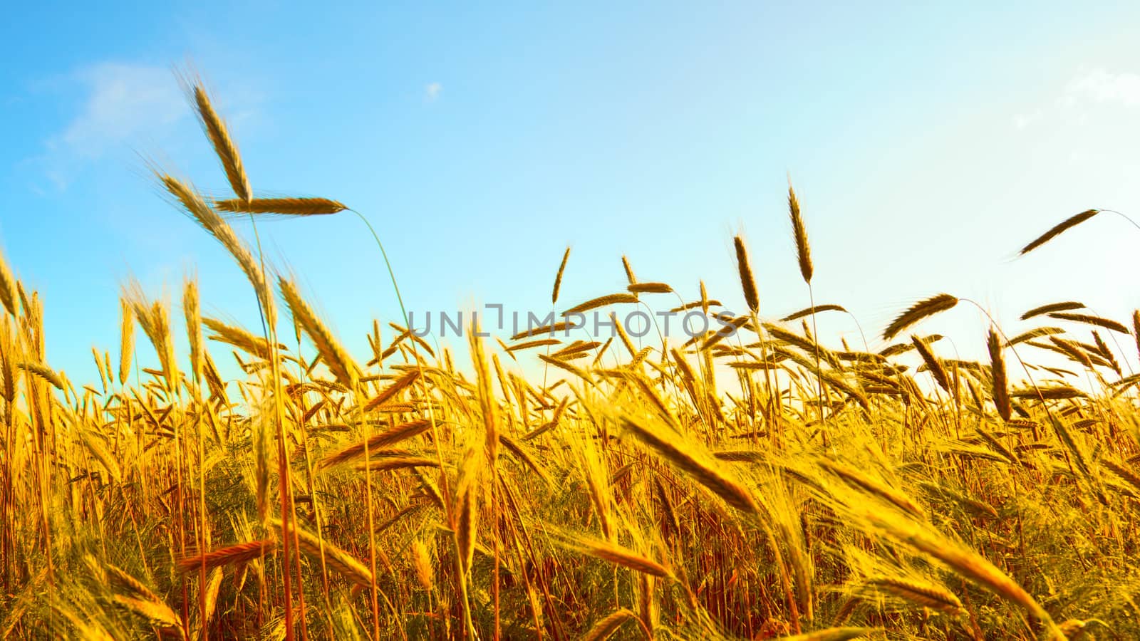 golden wheat field with blue sky background