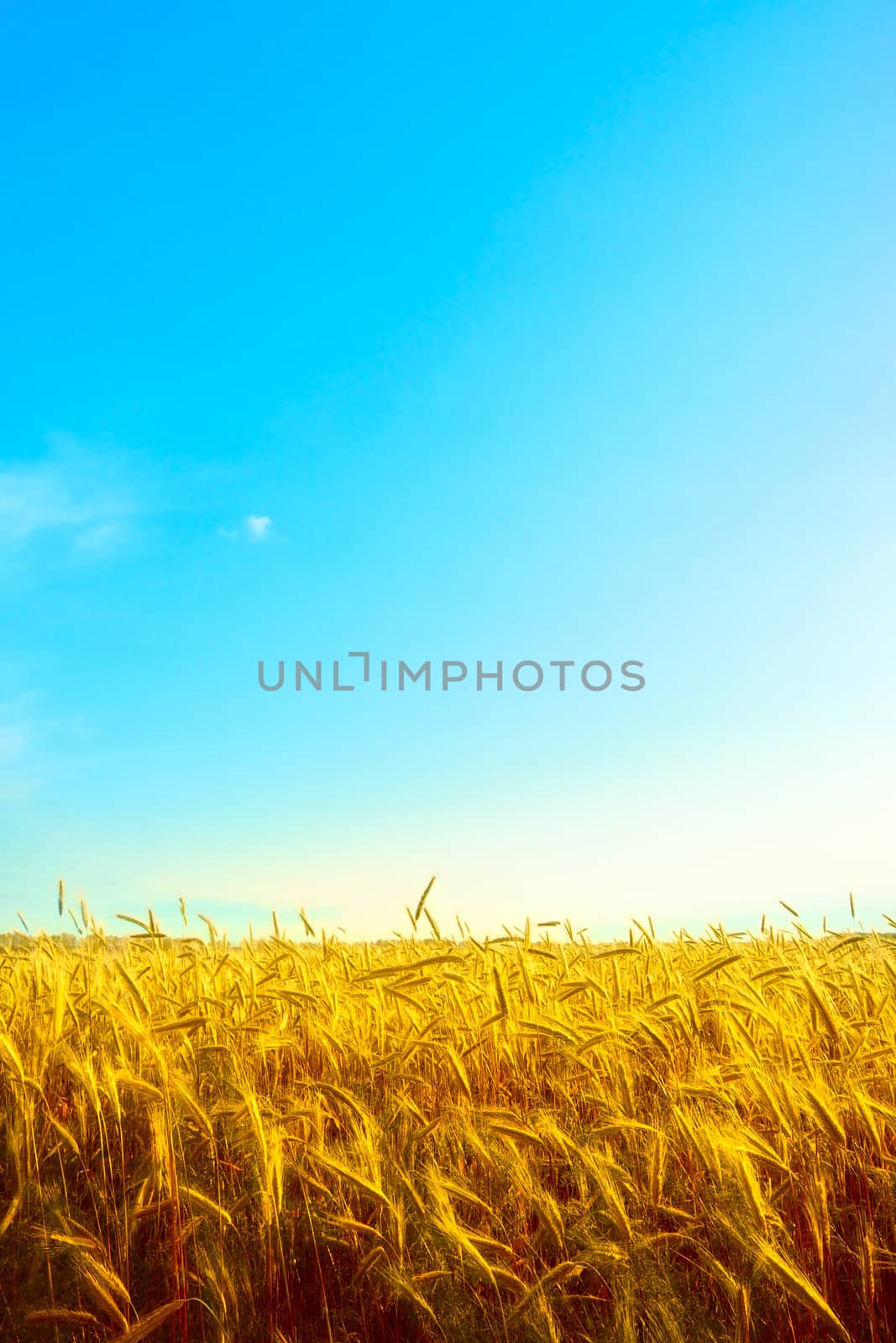 golden wheat field with blue sky background