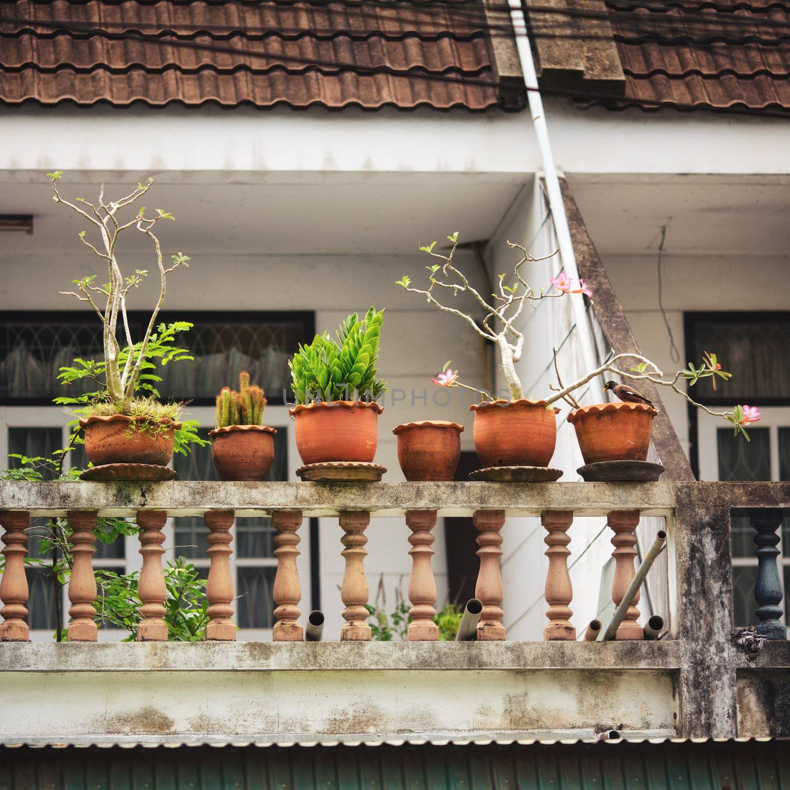 house exterior, gallery with potted plant, Thailand
