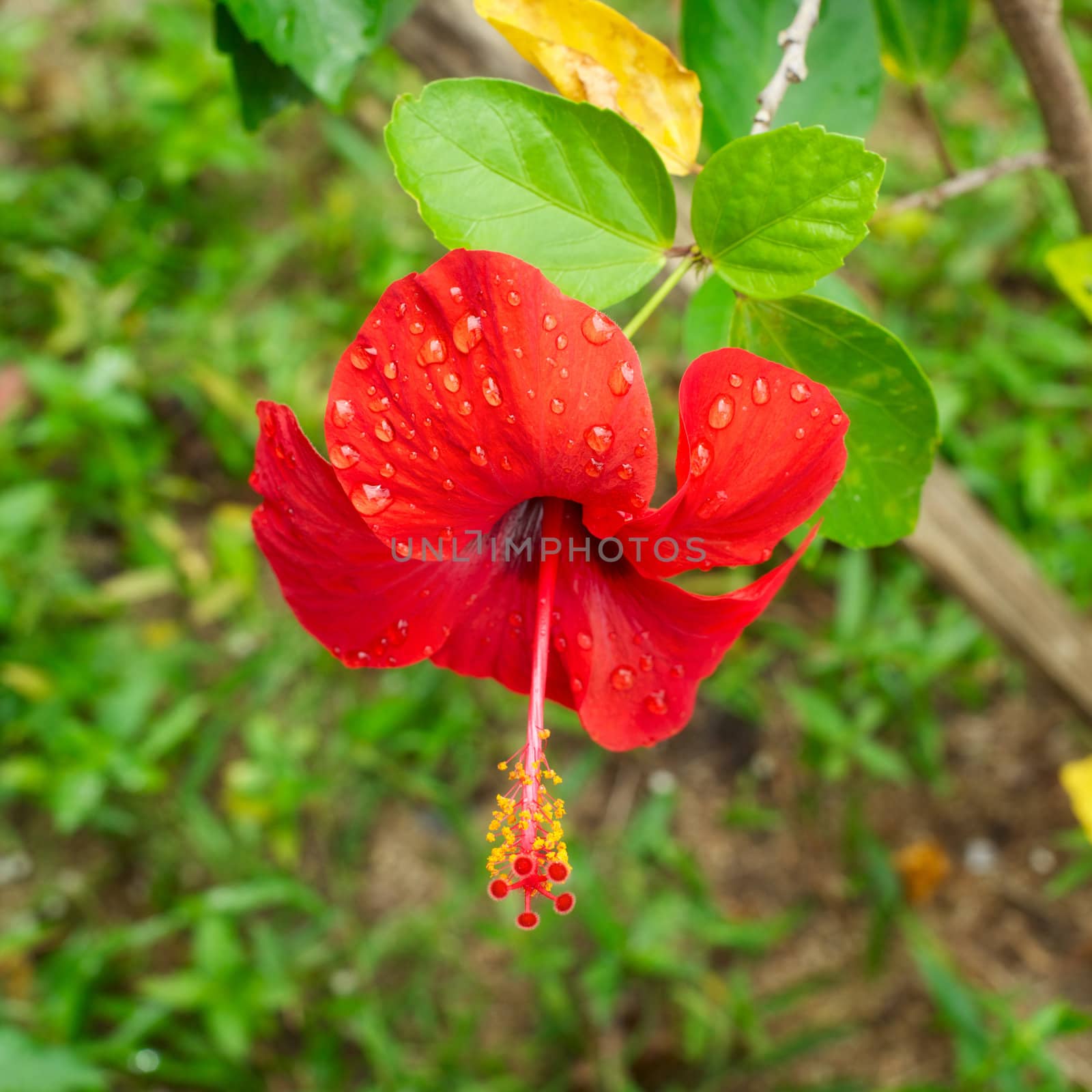 red hibiscus tropical flower, at sunny day