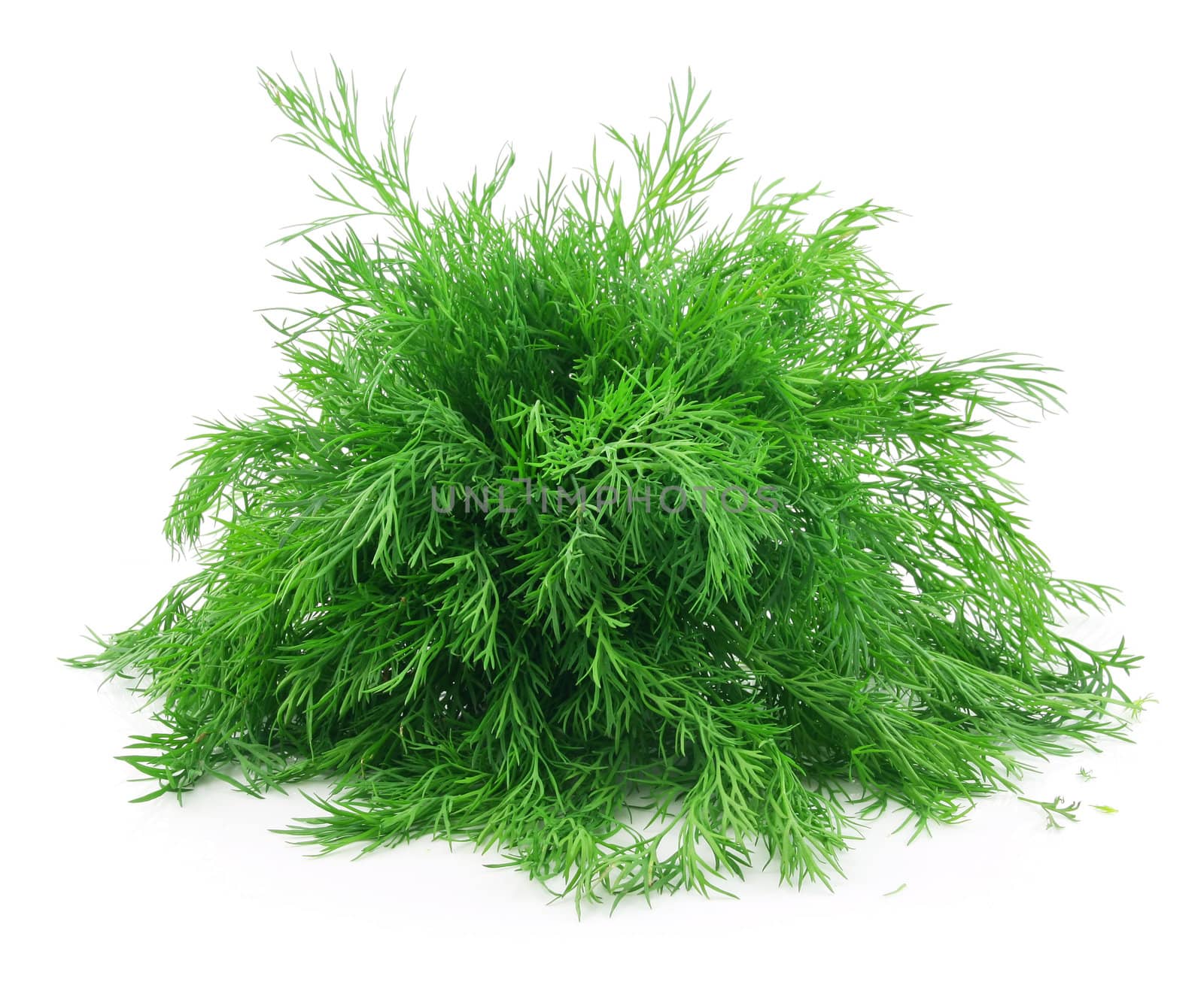Bunch of Ripe Dill Isolated on White Background
