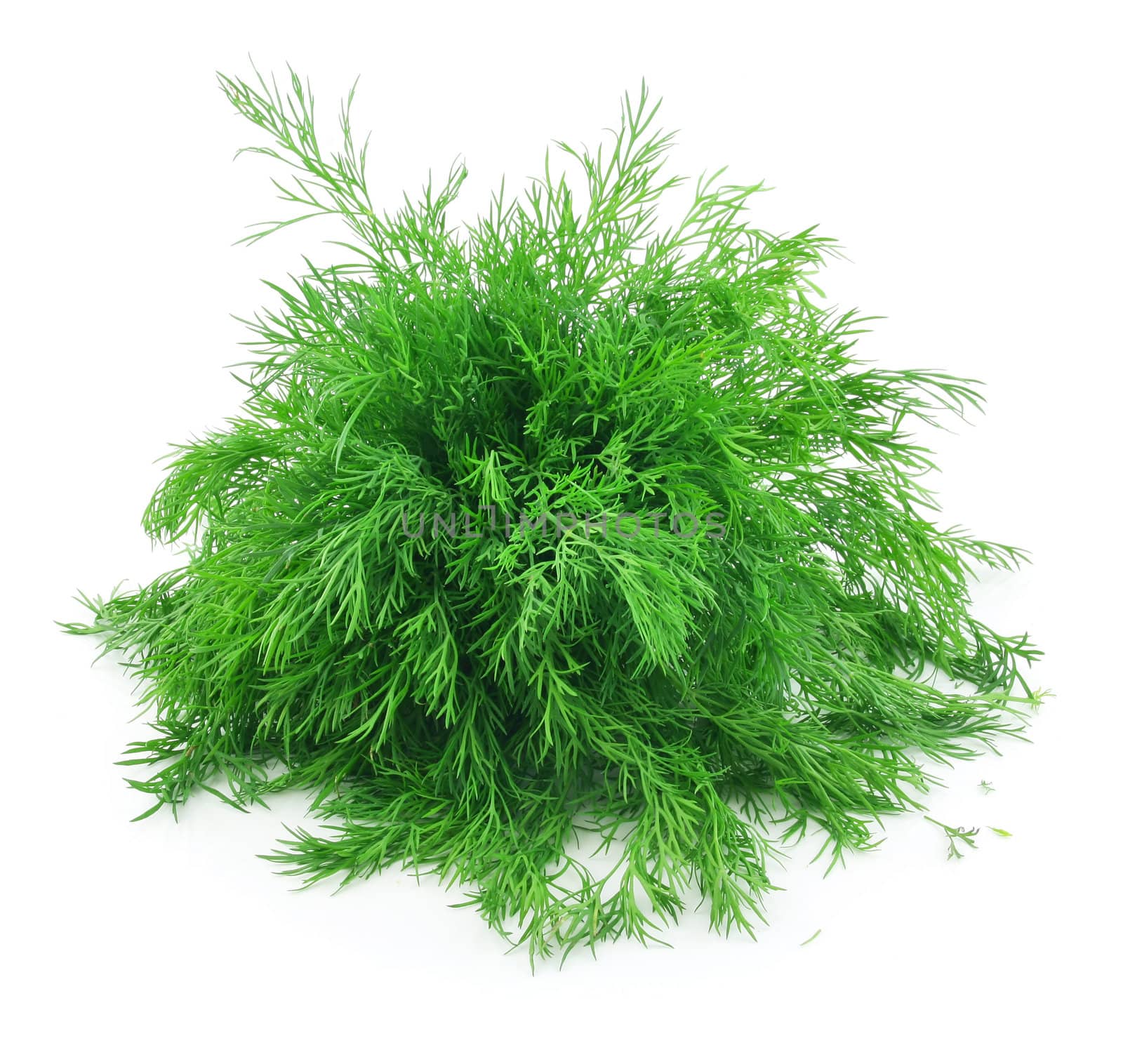Bunch of Ripe Dill Isolated on White Background