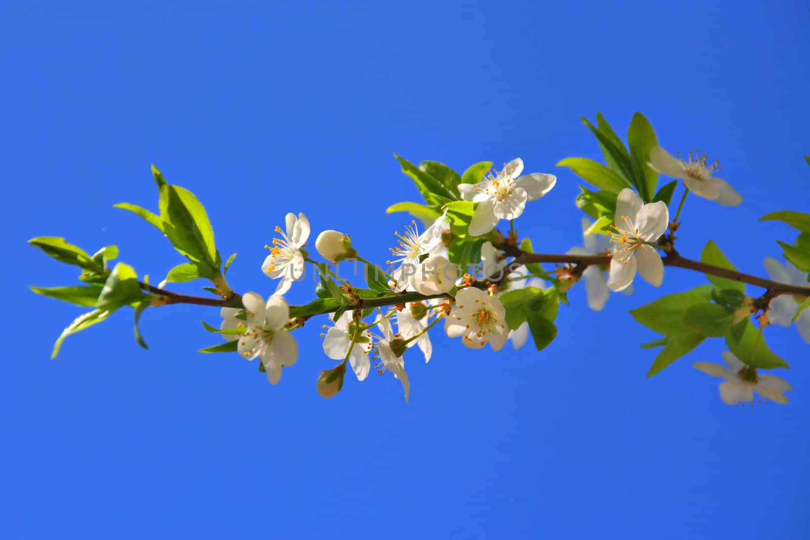 Cherry blossoms of early blooming on a blue sky background
