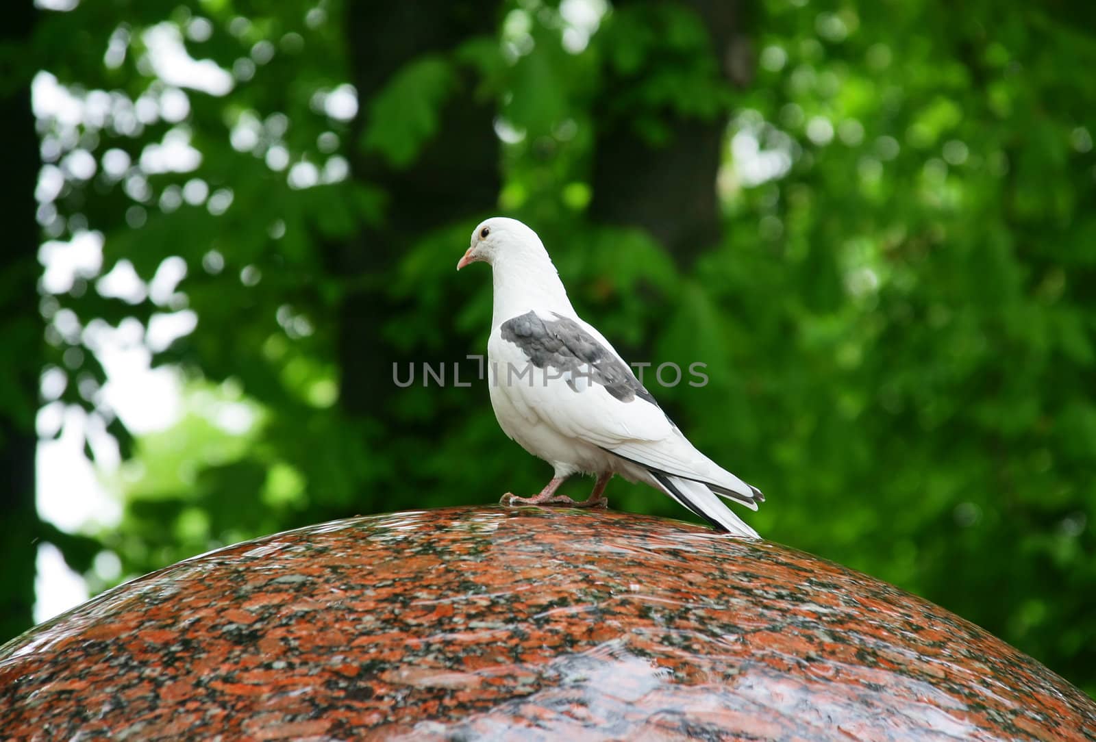 White Pigeons Siting on the Sloping Edge of a Fountain. Selective focus to the eye. 