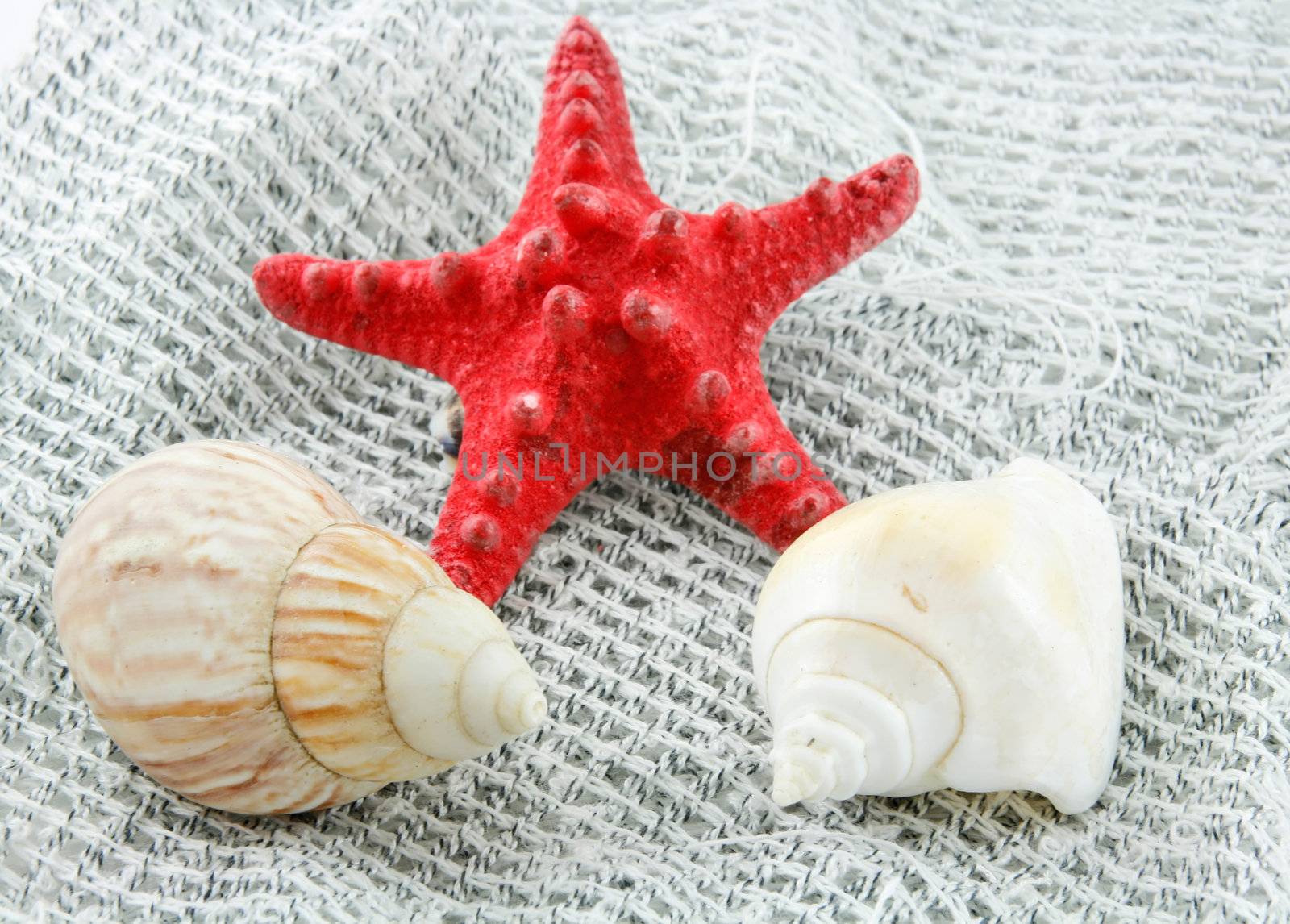 Colored Seashell (Starfish and Scallop) on a Fishing Net Background