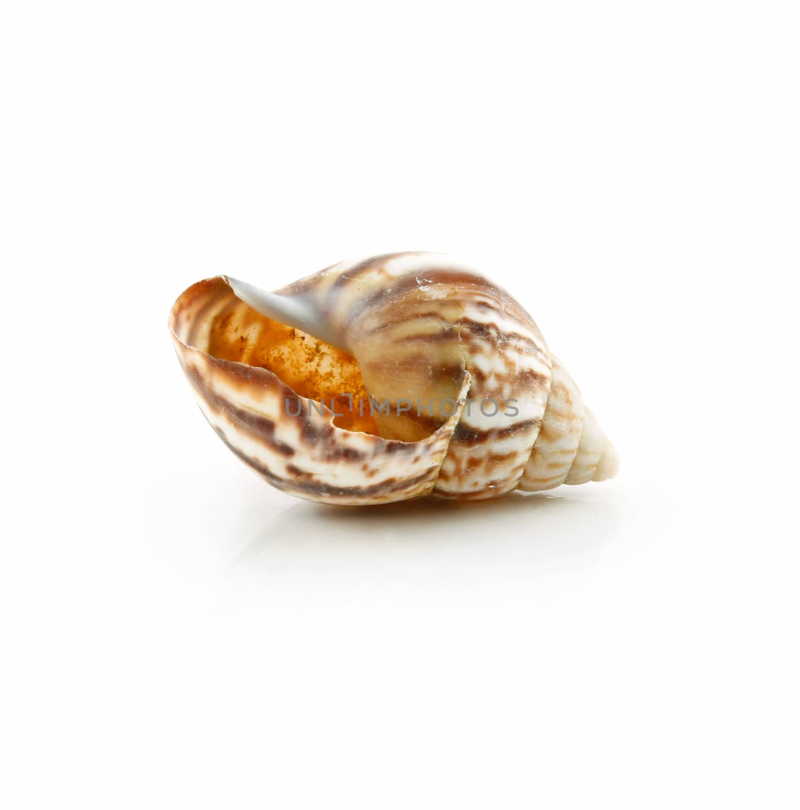 Colored Seashell Scallop Isolated on White Background