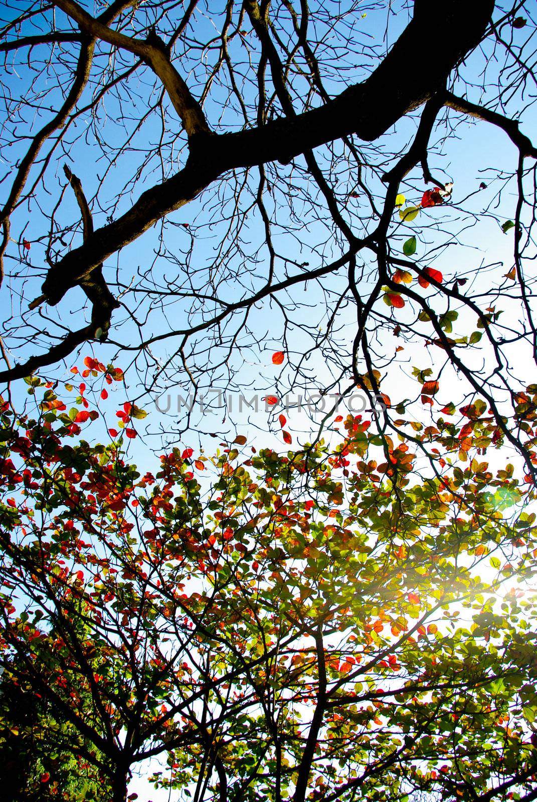 Tree without leaf and colorful leaves with sky background