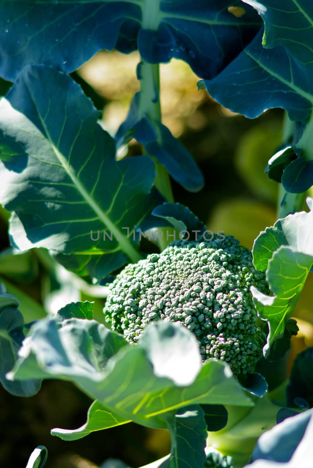 Close up vegetable background by pixbox77