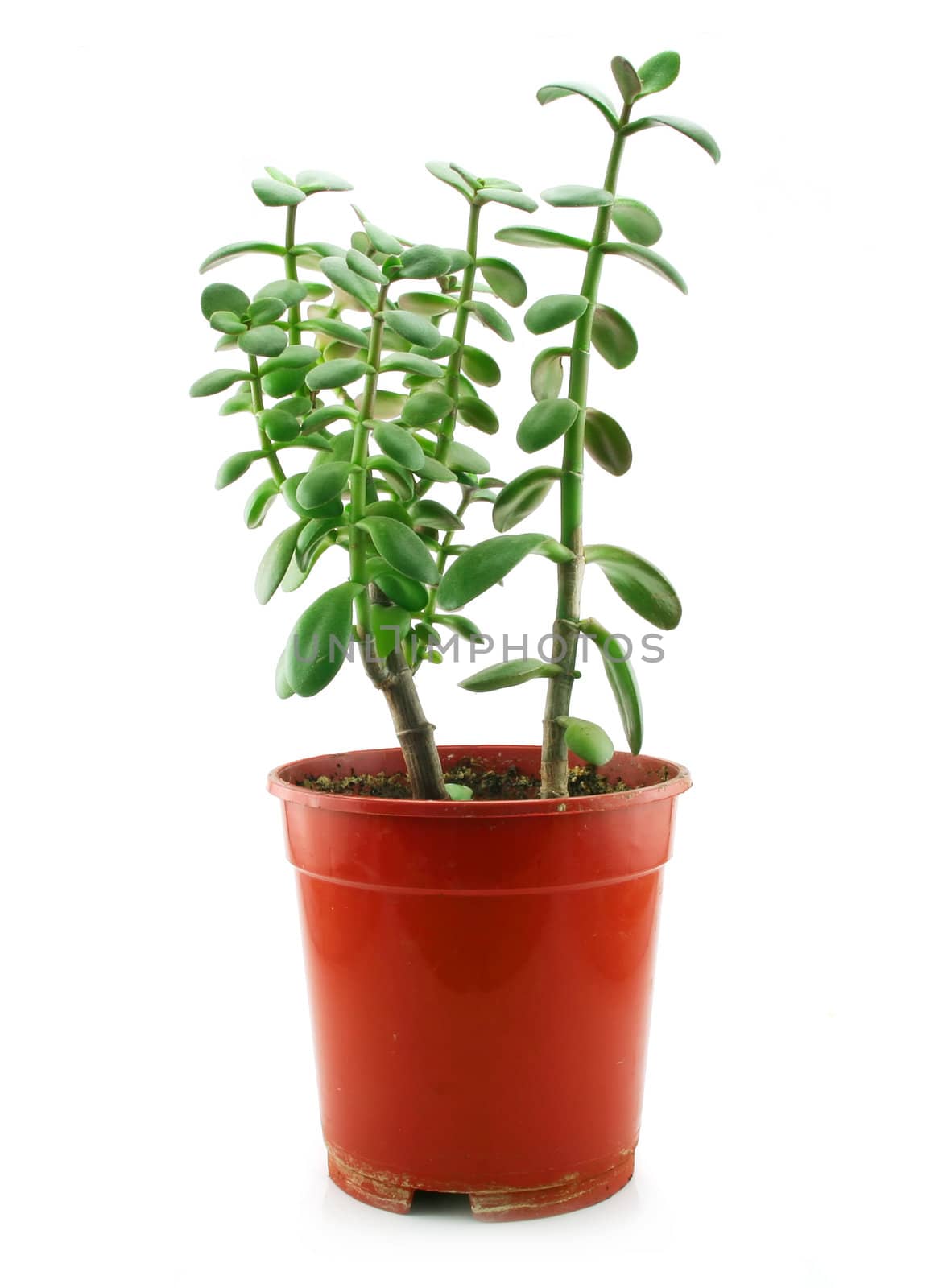 Green Flowerpot Isolated on White Background