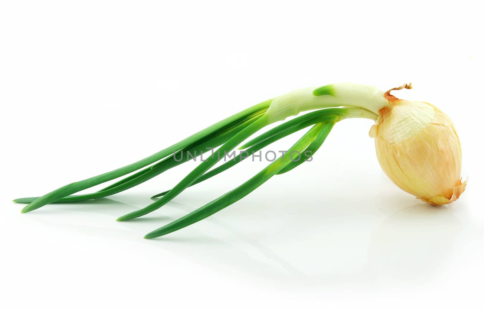 Spring Onions Isolated on White Background