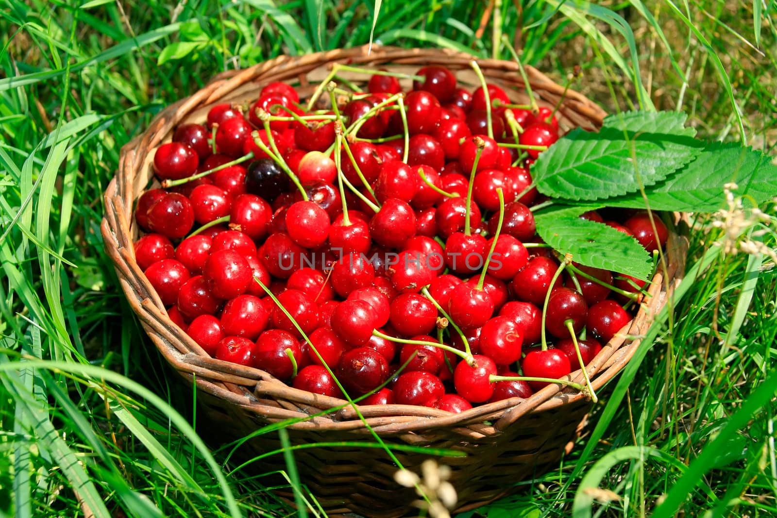 Bing Cherries in Basket on the Green Grass