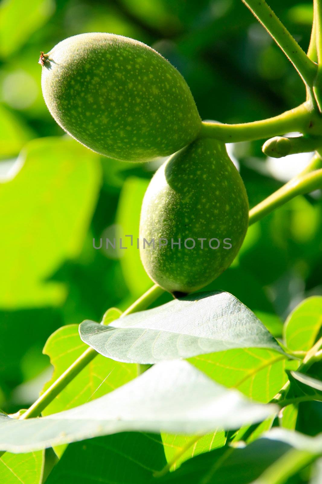 Green Walnuts in theTree