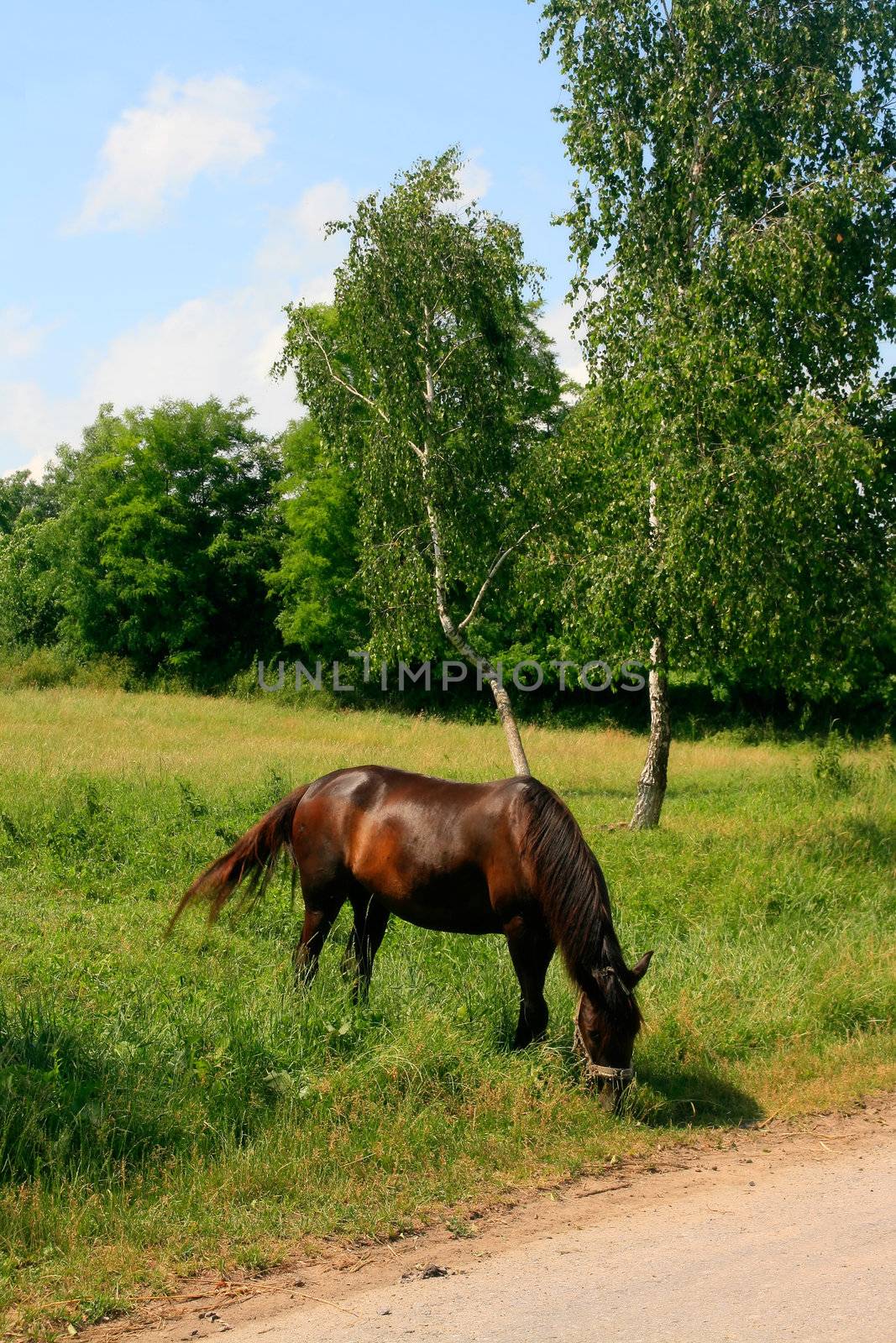 Horse in the Green Meadow on a Blue Sky Background