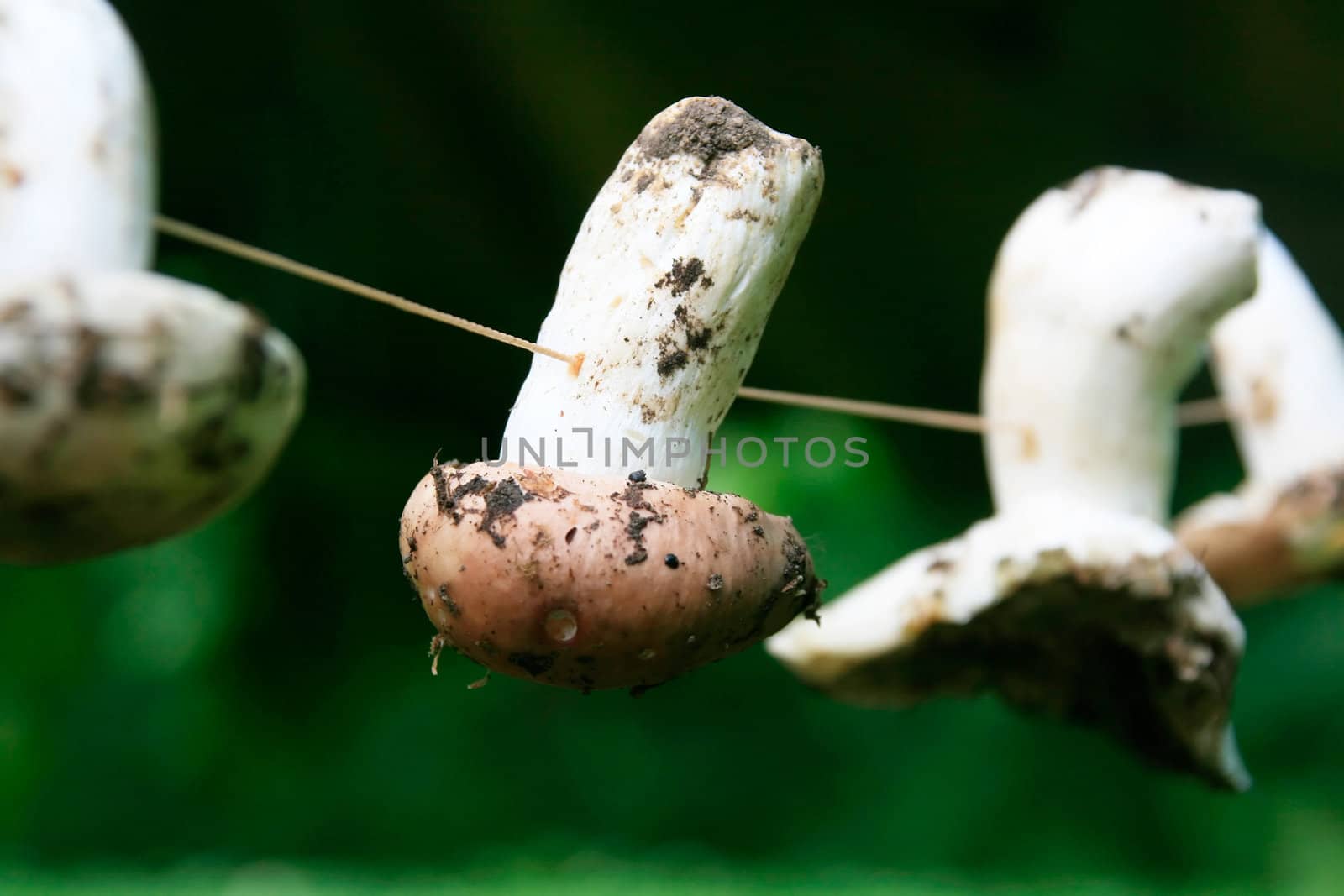 Thread Passed through Dried Mushrooms  by alphacell