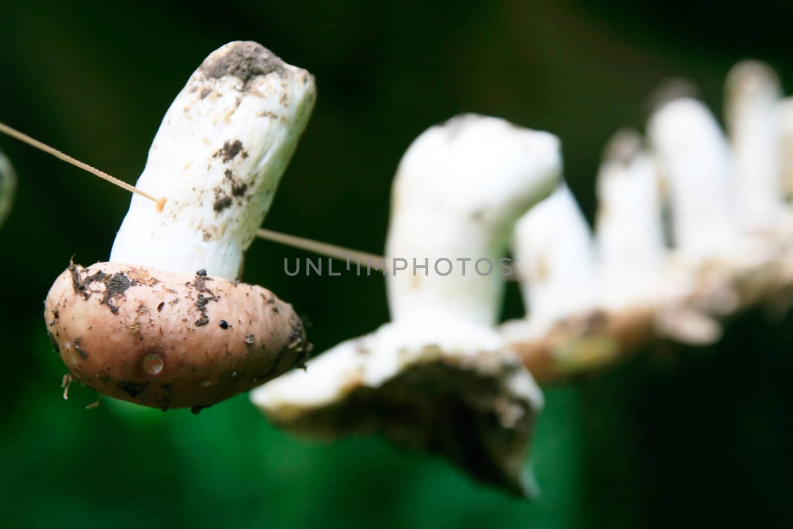 Thread Passed through Dried Maushrooms by alphacell