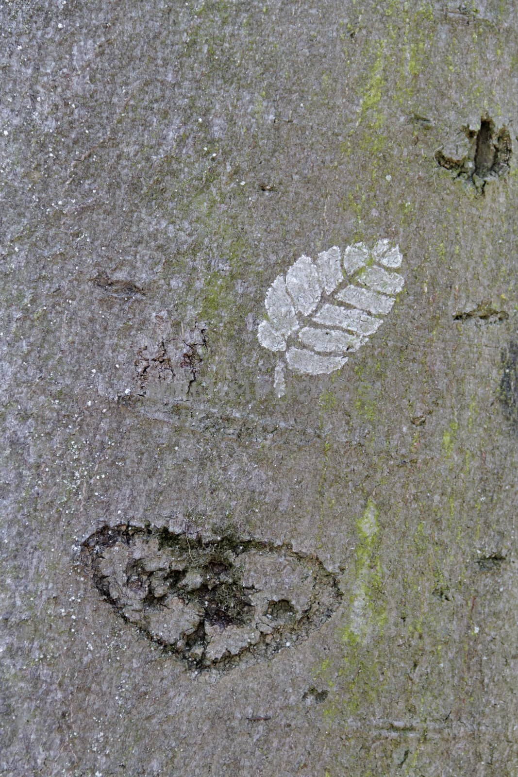 tree bark with leaf green impress