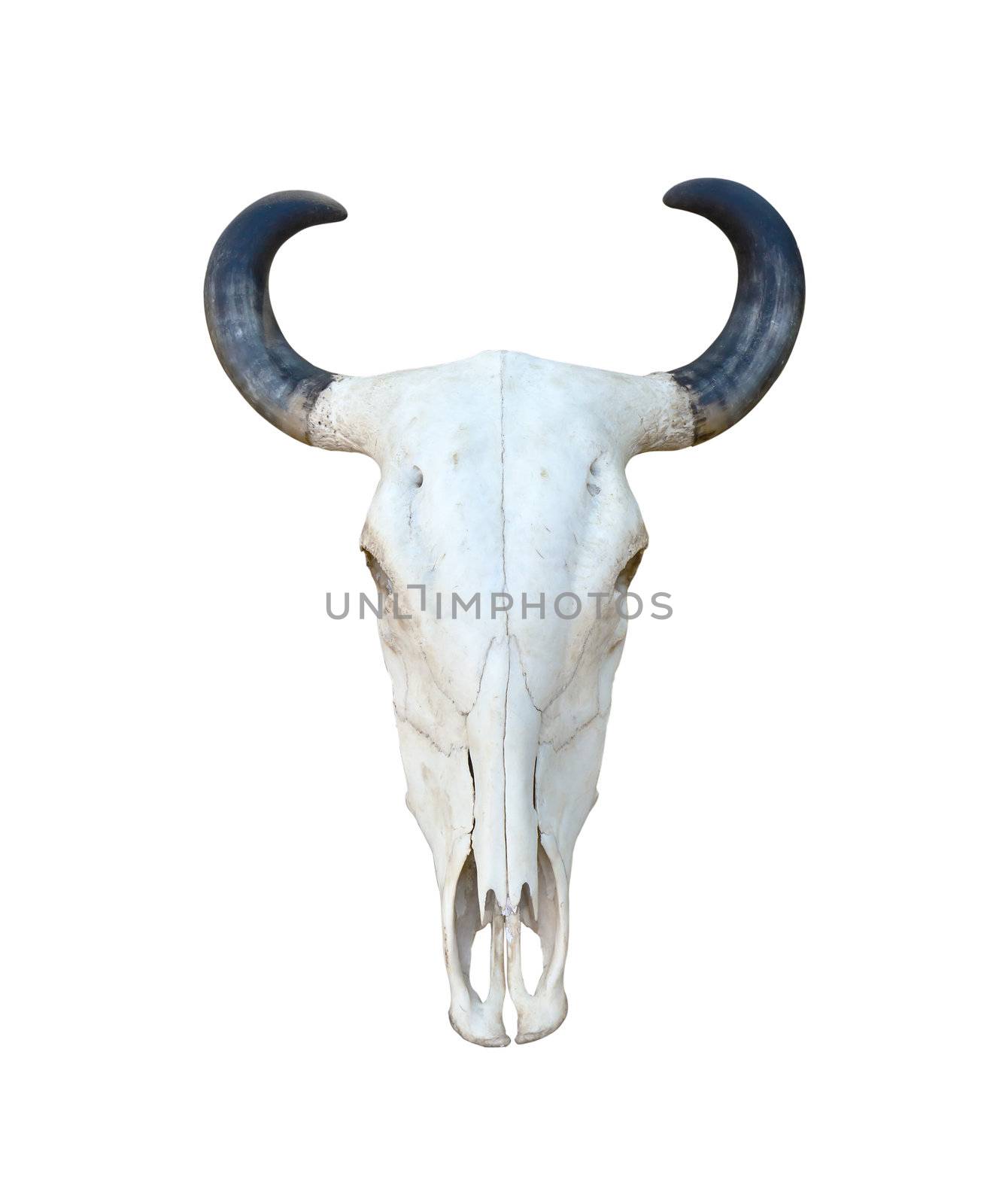 Buffalo skull isolate on white background