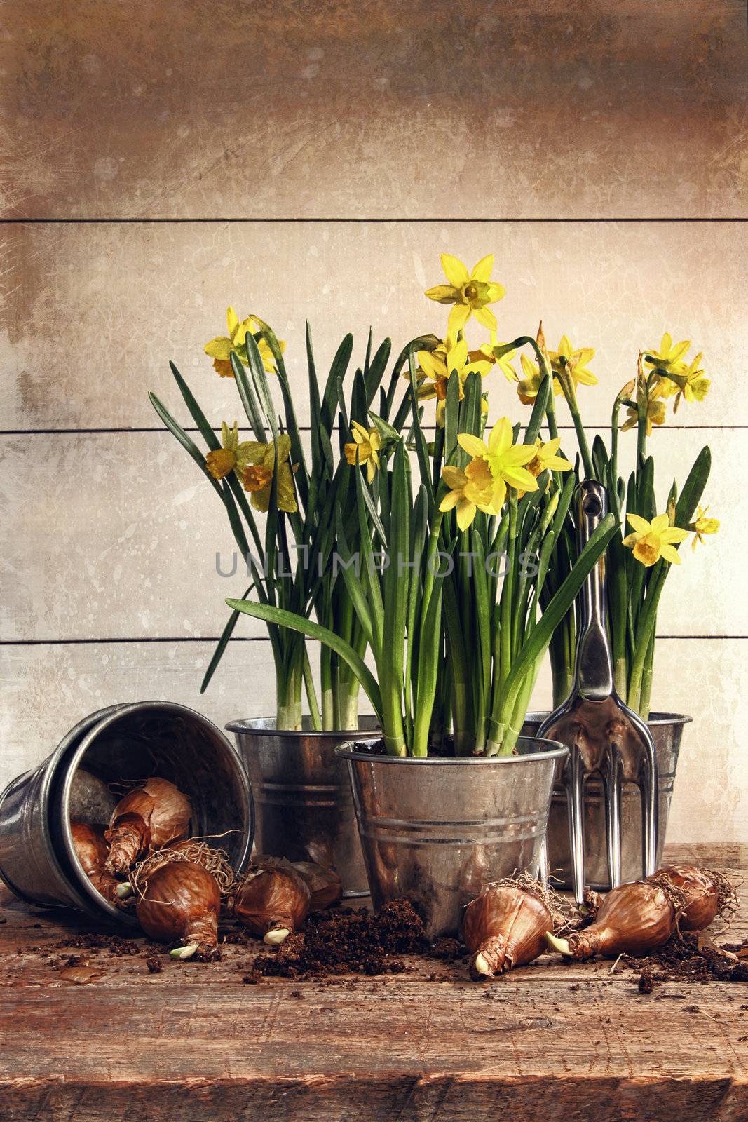 Potted daffodils wirh bulbs for planting by Sandralise
