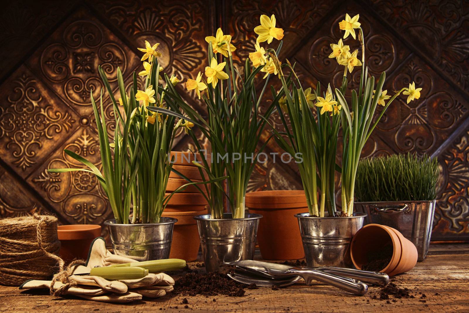 Close-up of potted daffodils in potting shed by Sandralise