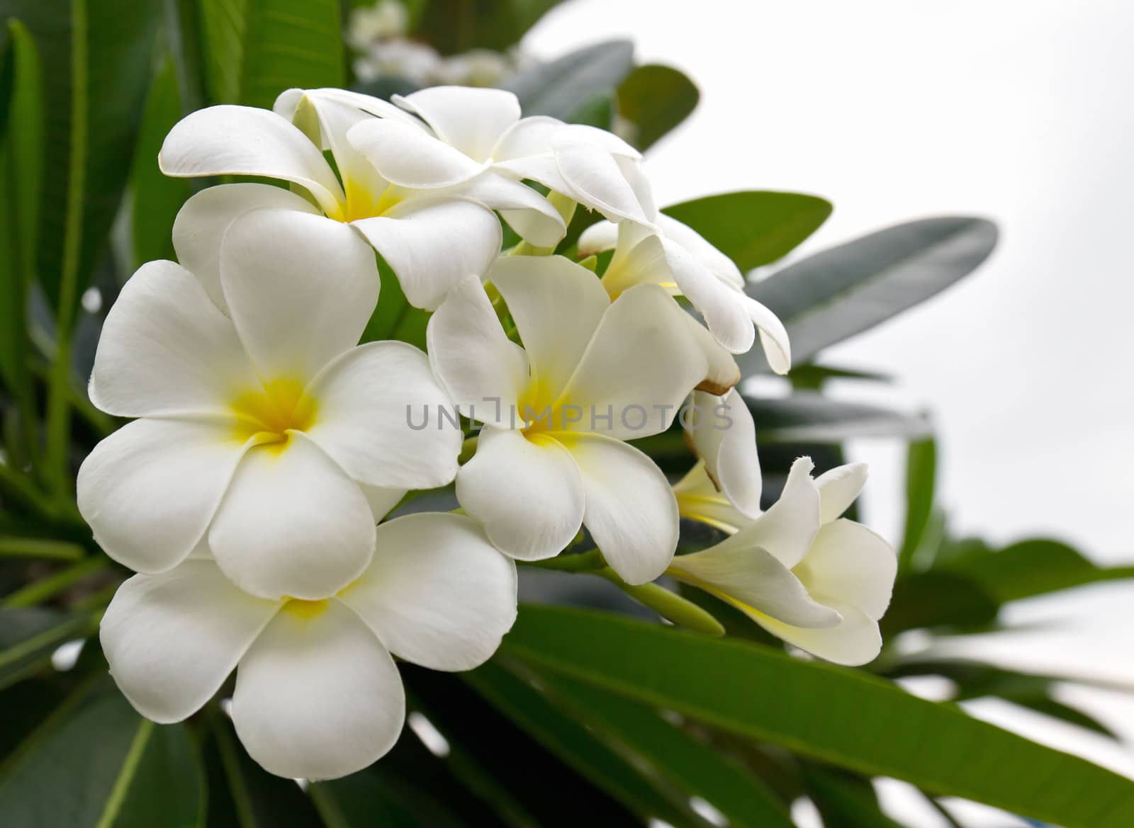 Beautiful white flower in thailand, Lan thom flower