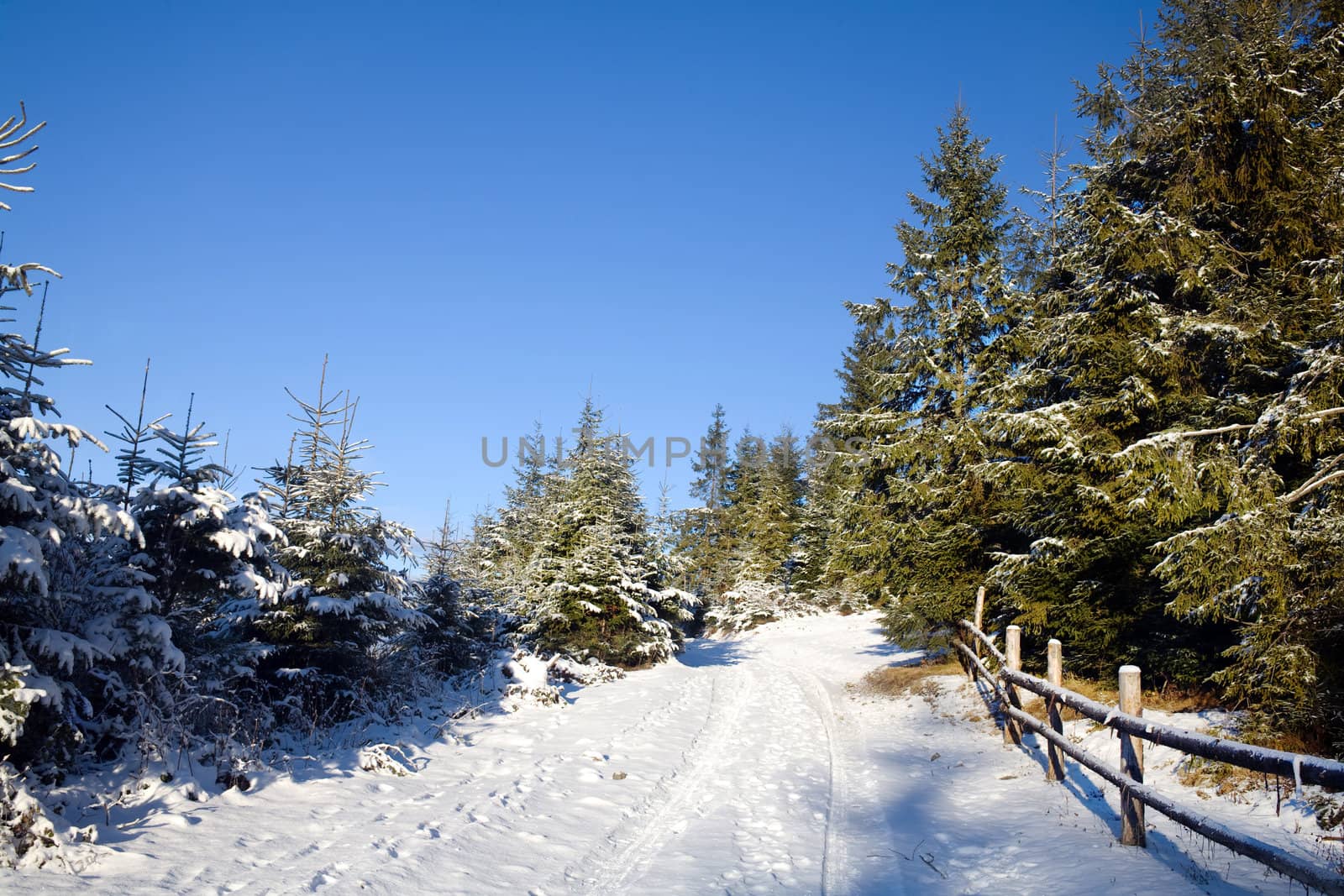 Road in winter forest by velkol