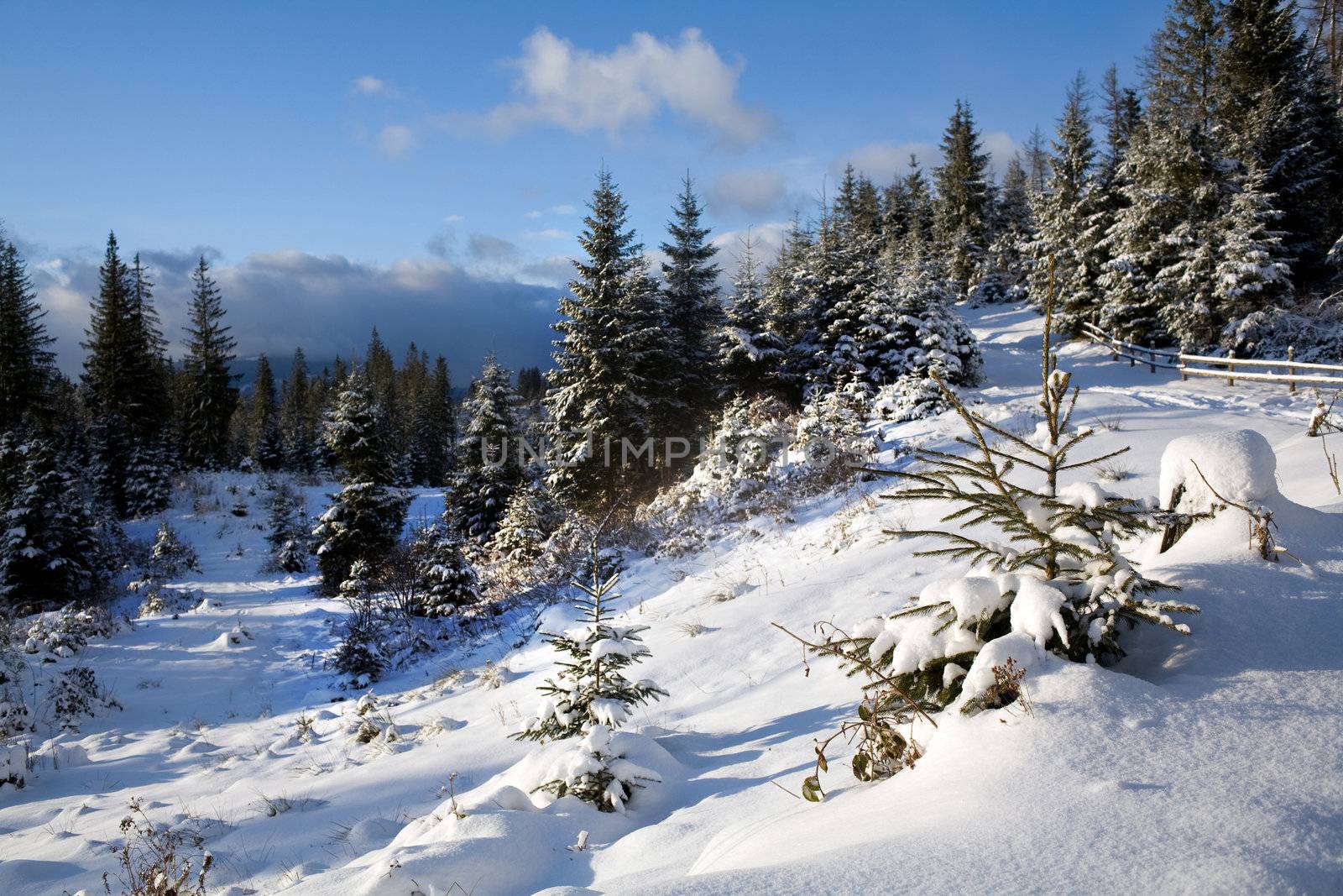 Road in winter forest by velkol
