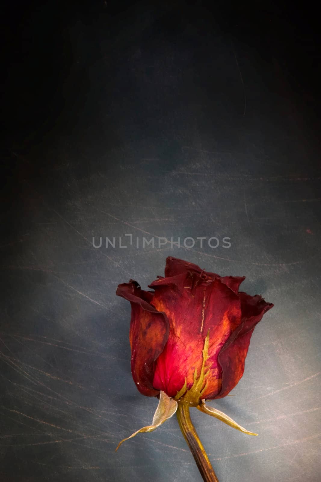 An image of red rose on background