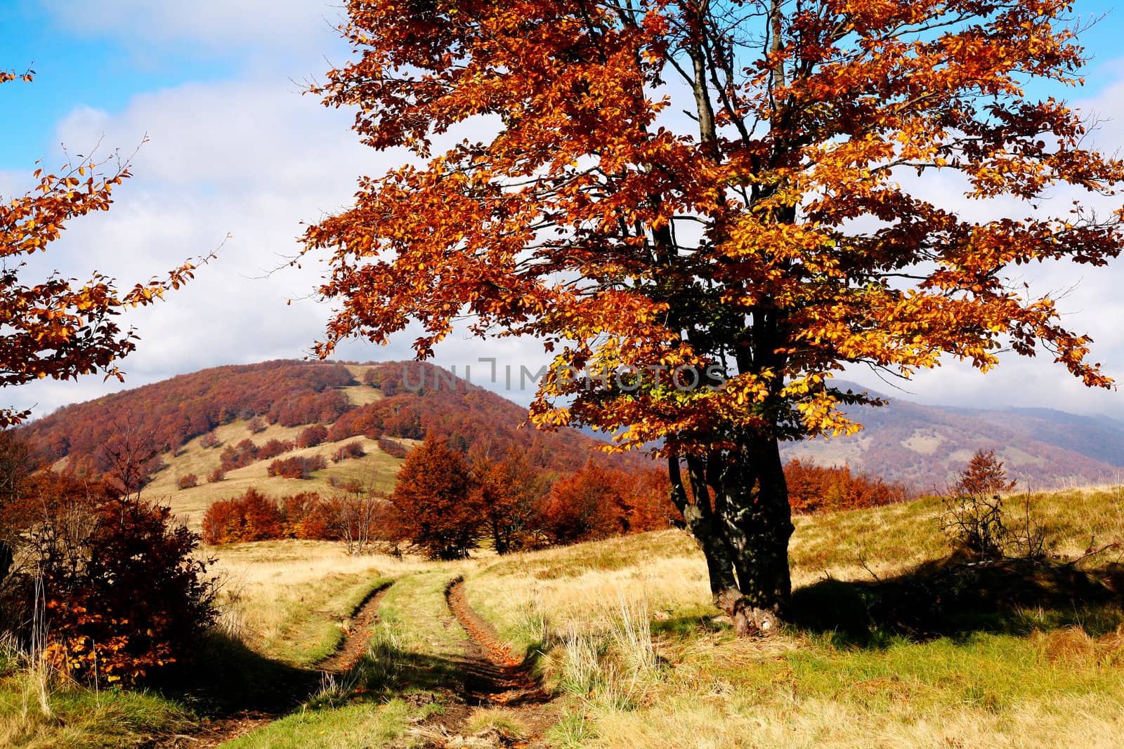 An image of autumn trees in the mountains