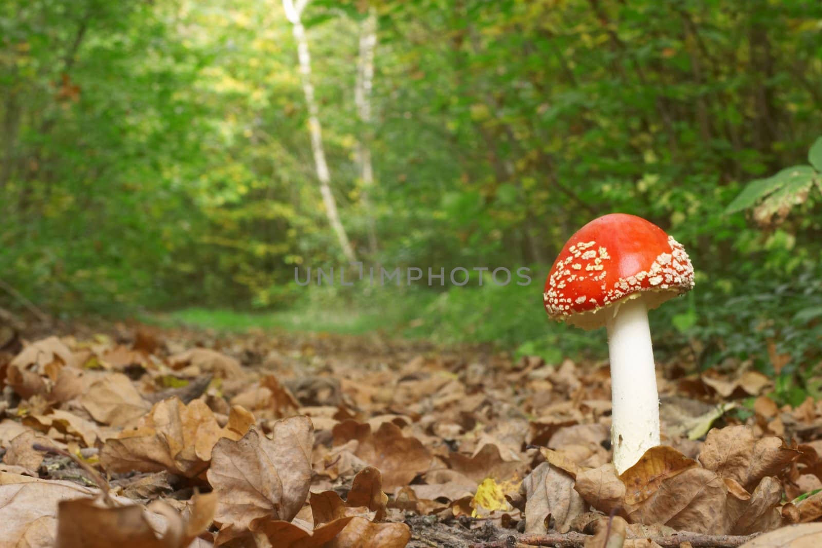 A red mushroom in green forest