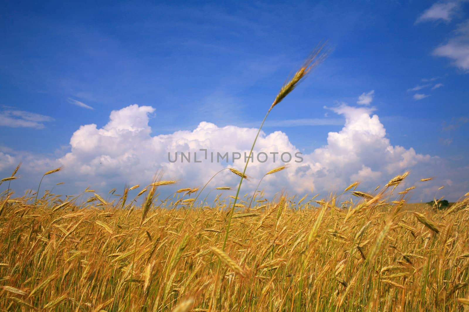 Field with golden rye under blue sky with clouds