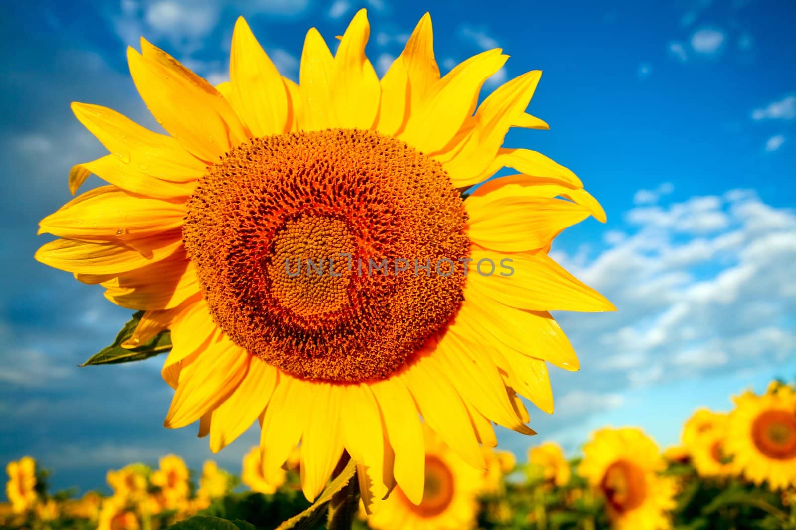 An image of yellow flower on background of blue sky