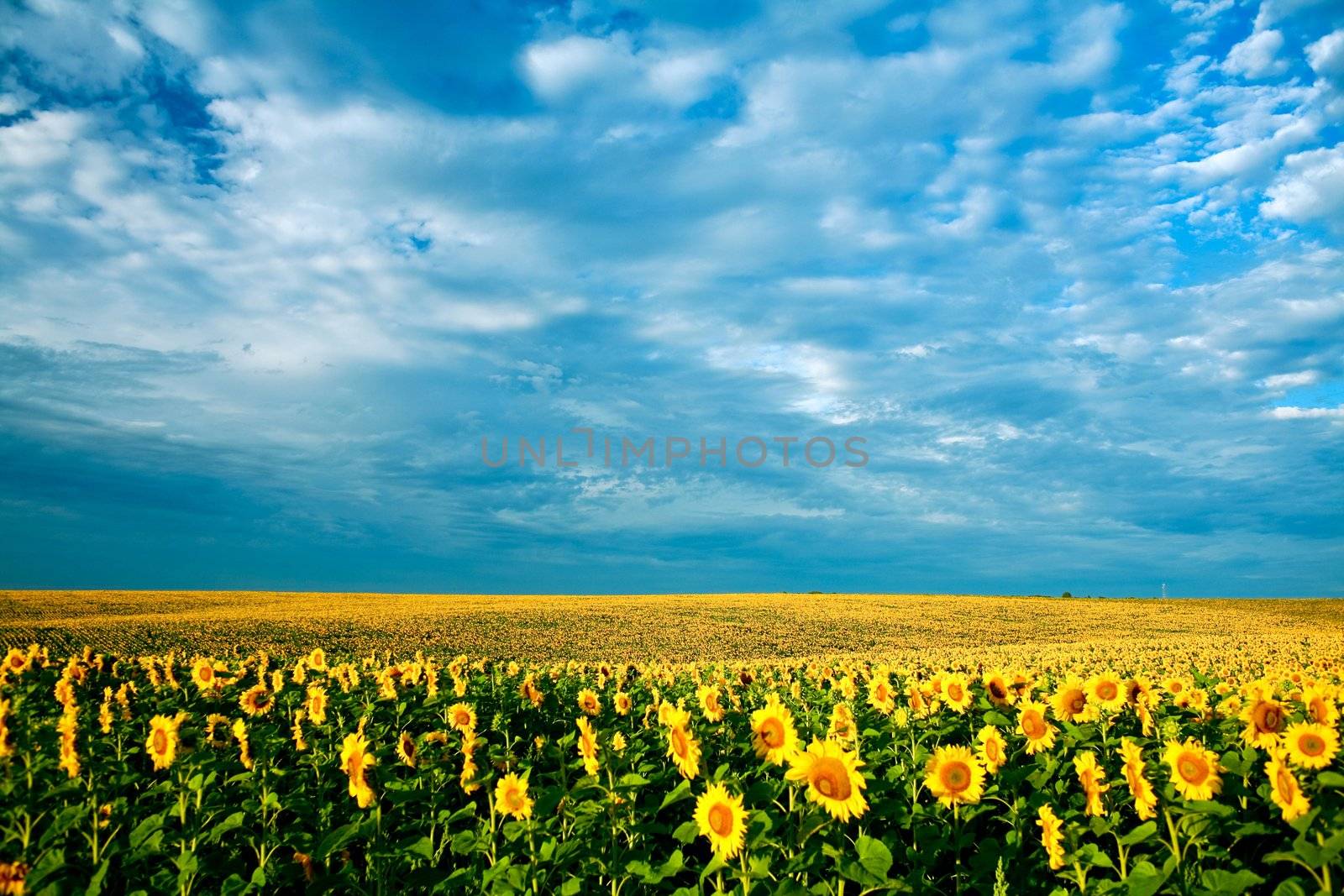 A field of sunflowers, in the south of Ukraine