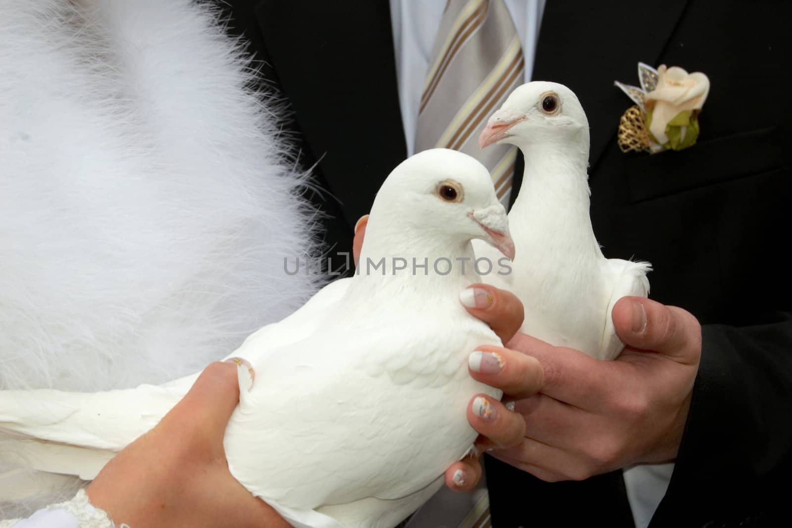 An image of two white doves