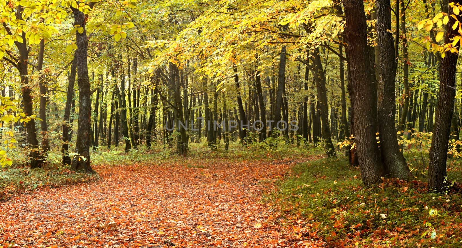 A road among the trees