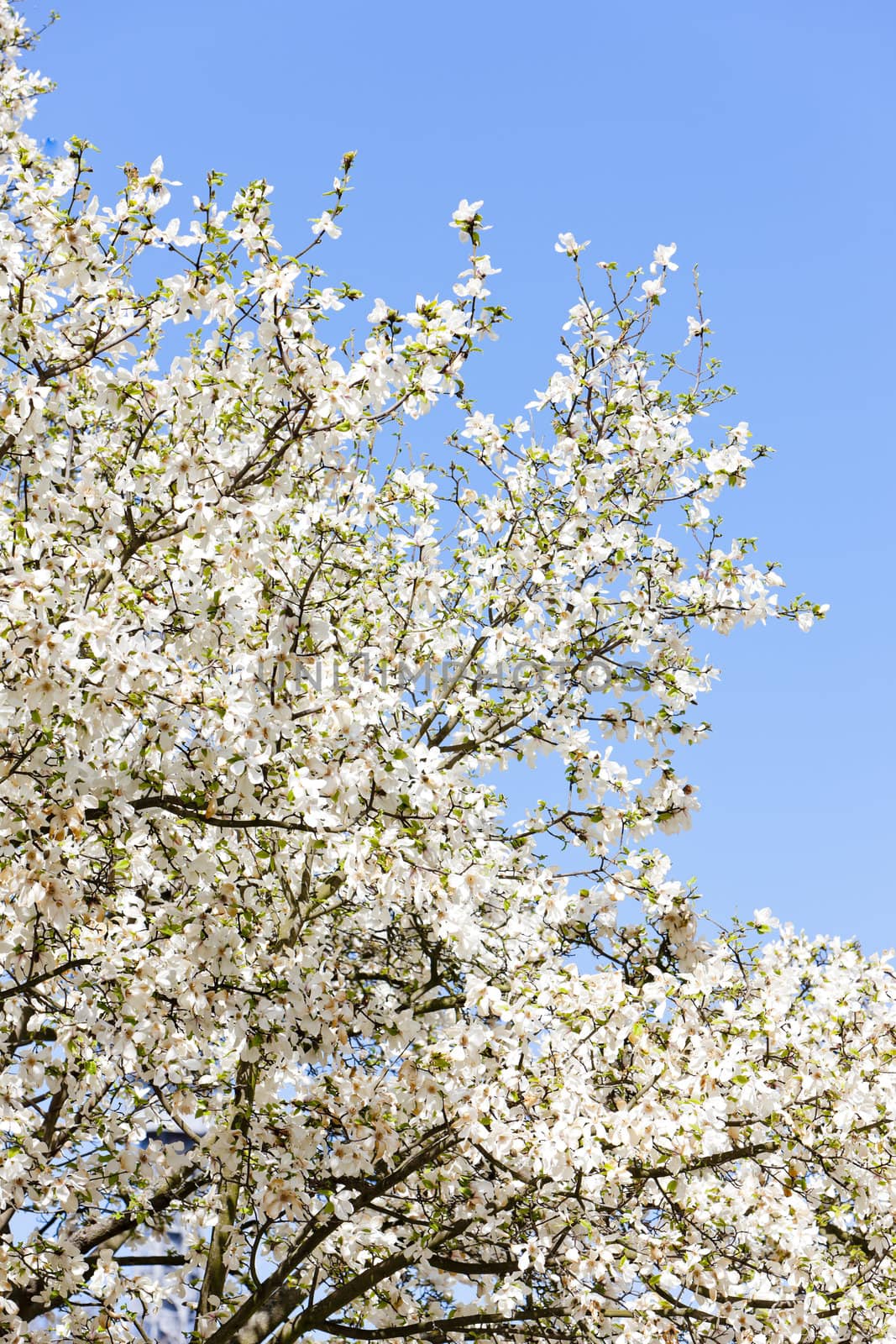 close up of blooming tree