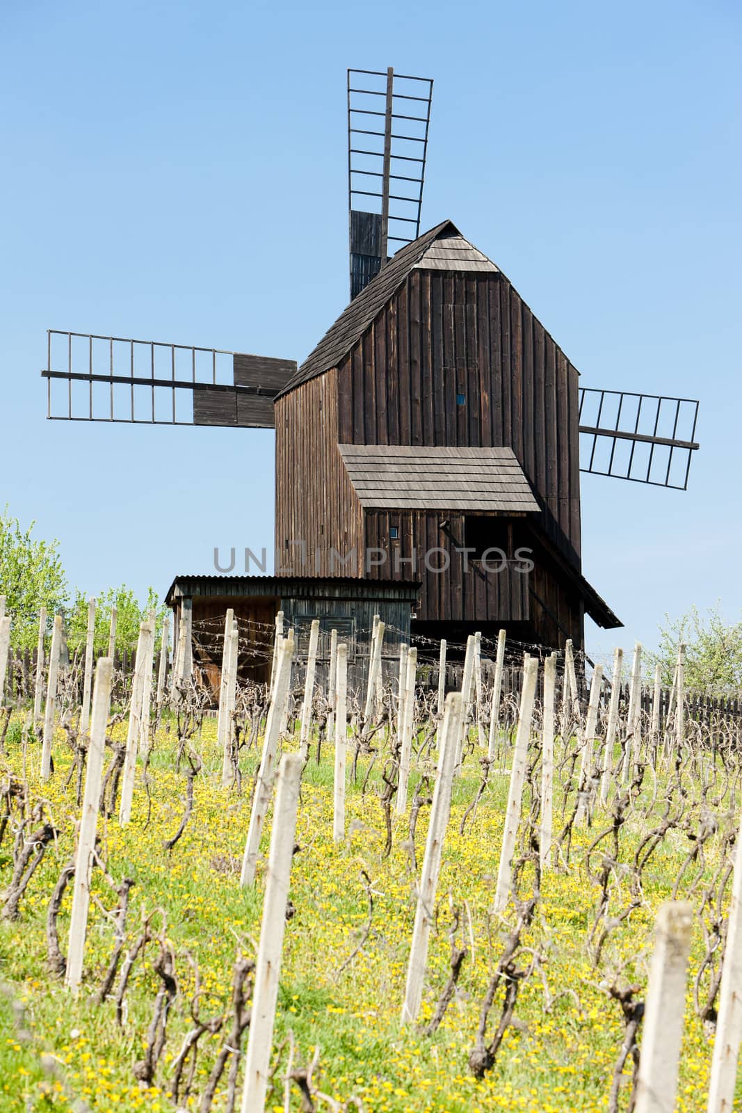 wooden windmill with vineyard, Klobouky u Brna, Czech Republic