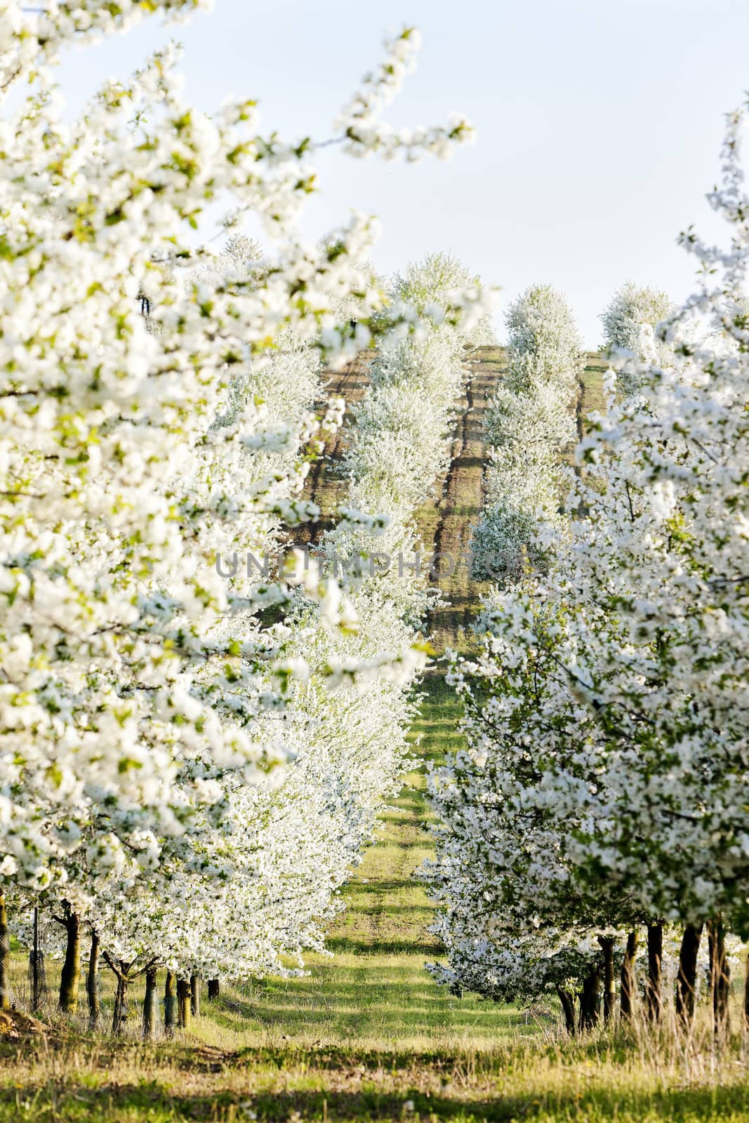 blooming orchard in spring, Czech Republic